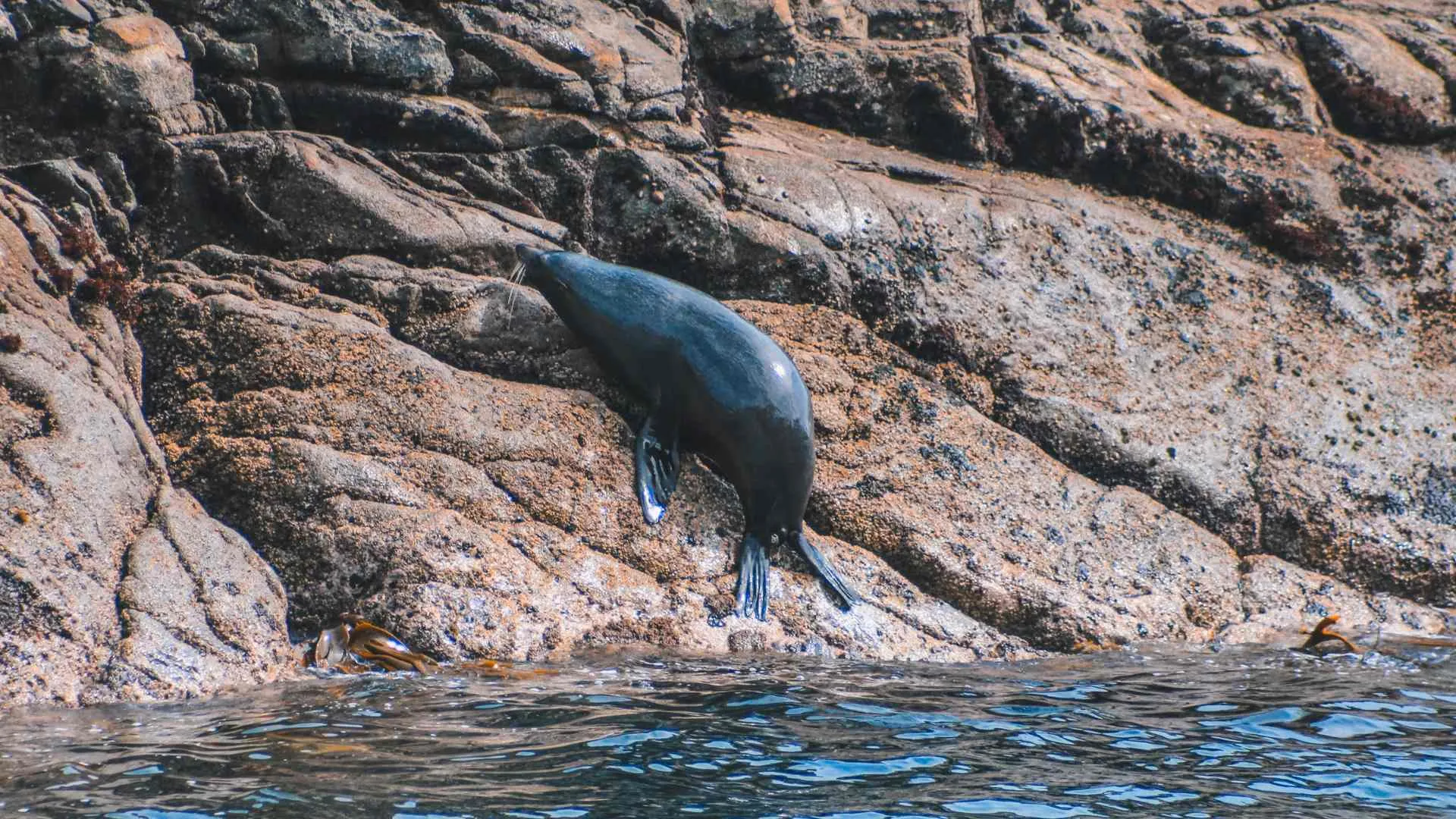 Cruising Doubtful Sound (12) seal doubtful sound