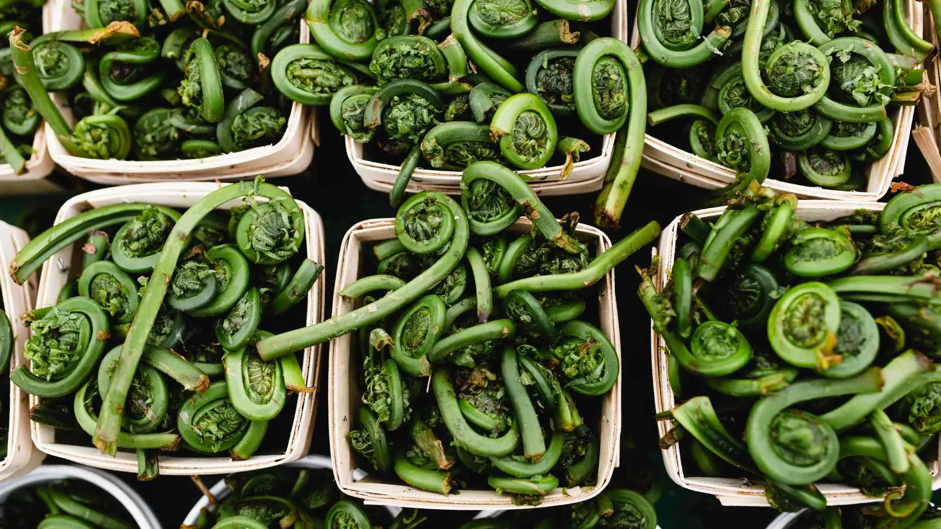fiddlehead ferns fiddlehead ferns