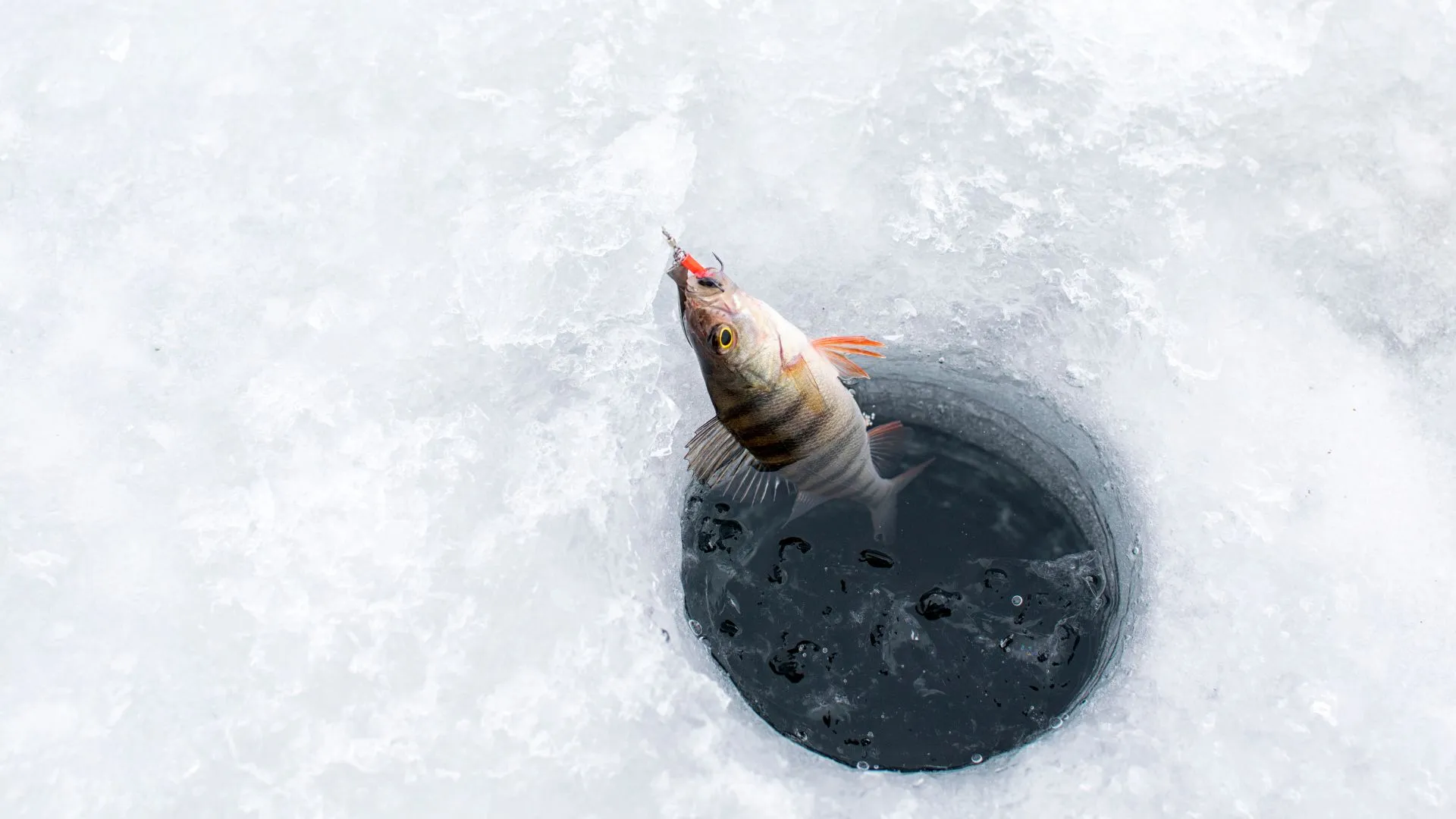Devils Lake ice fishing (5) ice fishing Devils Lake
