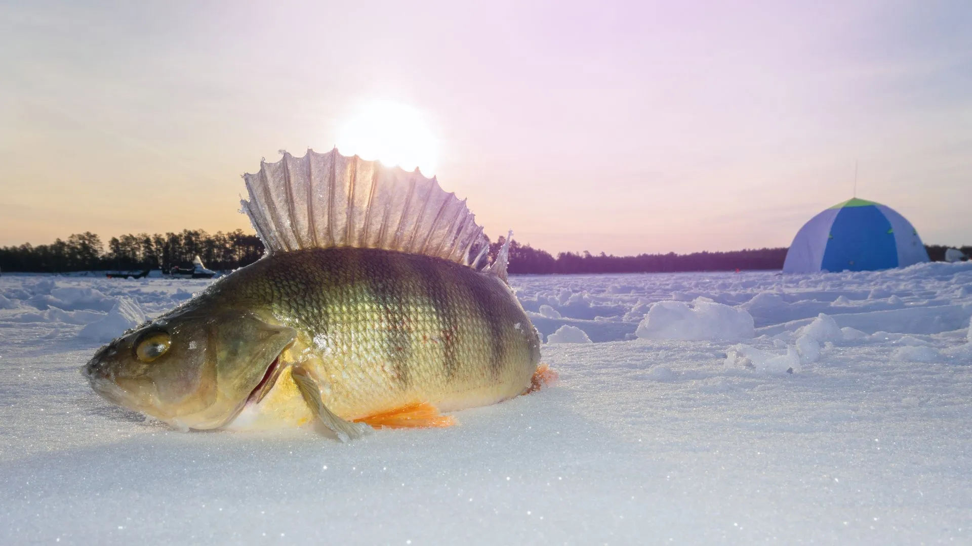 Devils Lake ice fishing (6) Devils Lake perch ice fishing