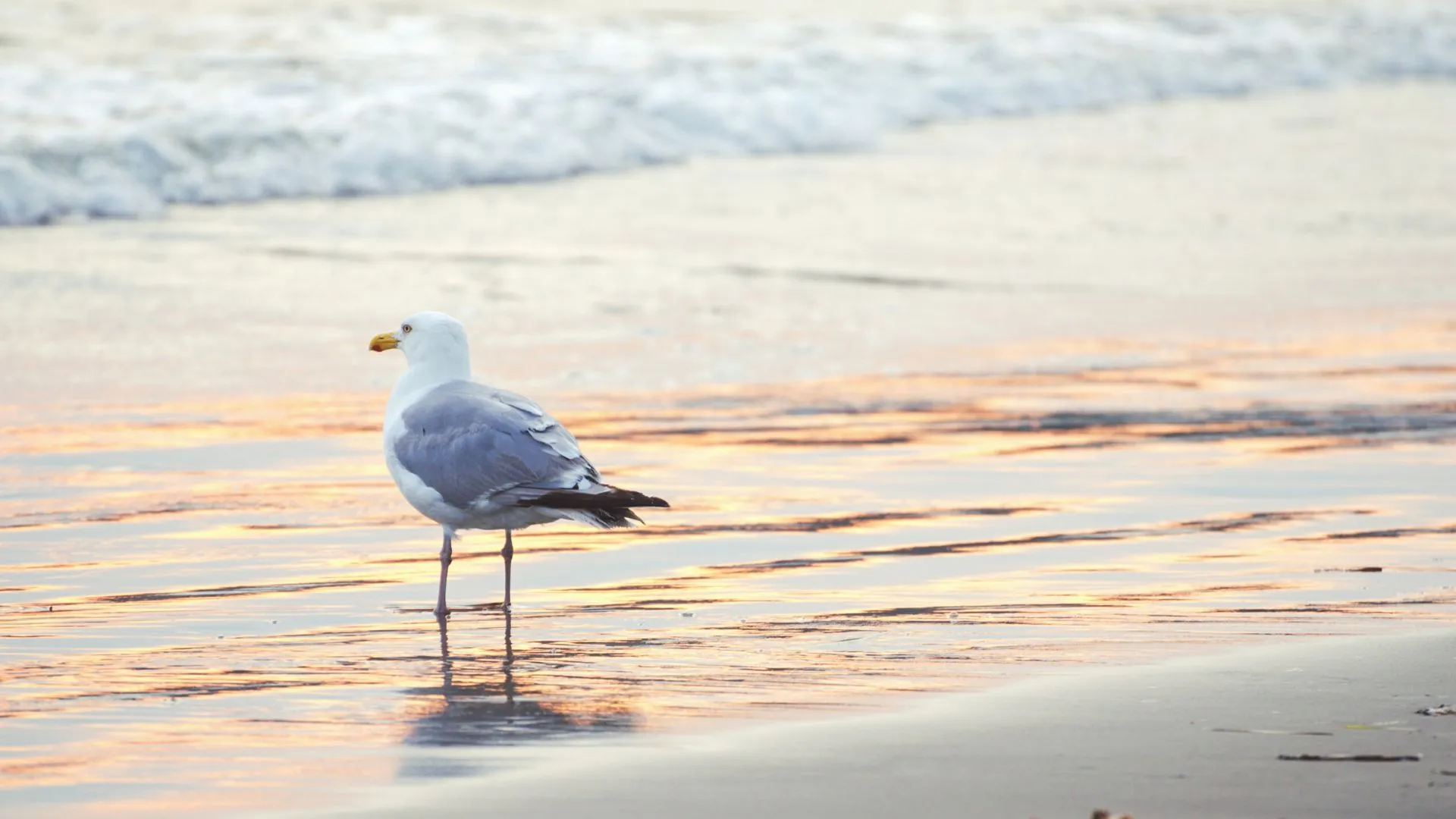 Ingomar Beach-4