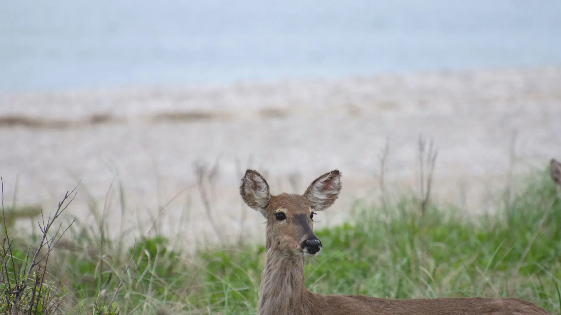 Prince Edward Island Beaches-7