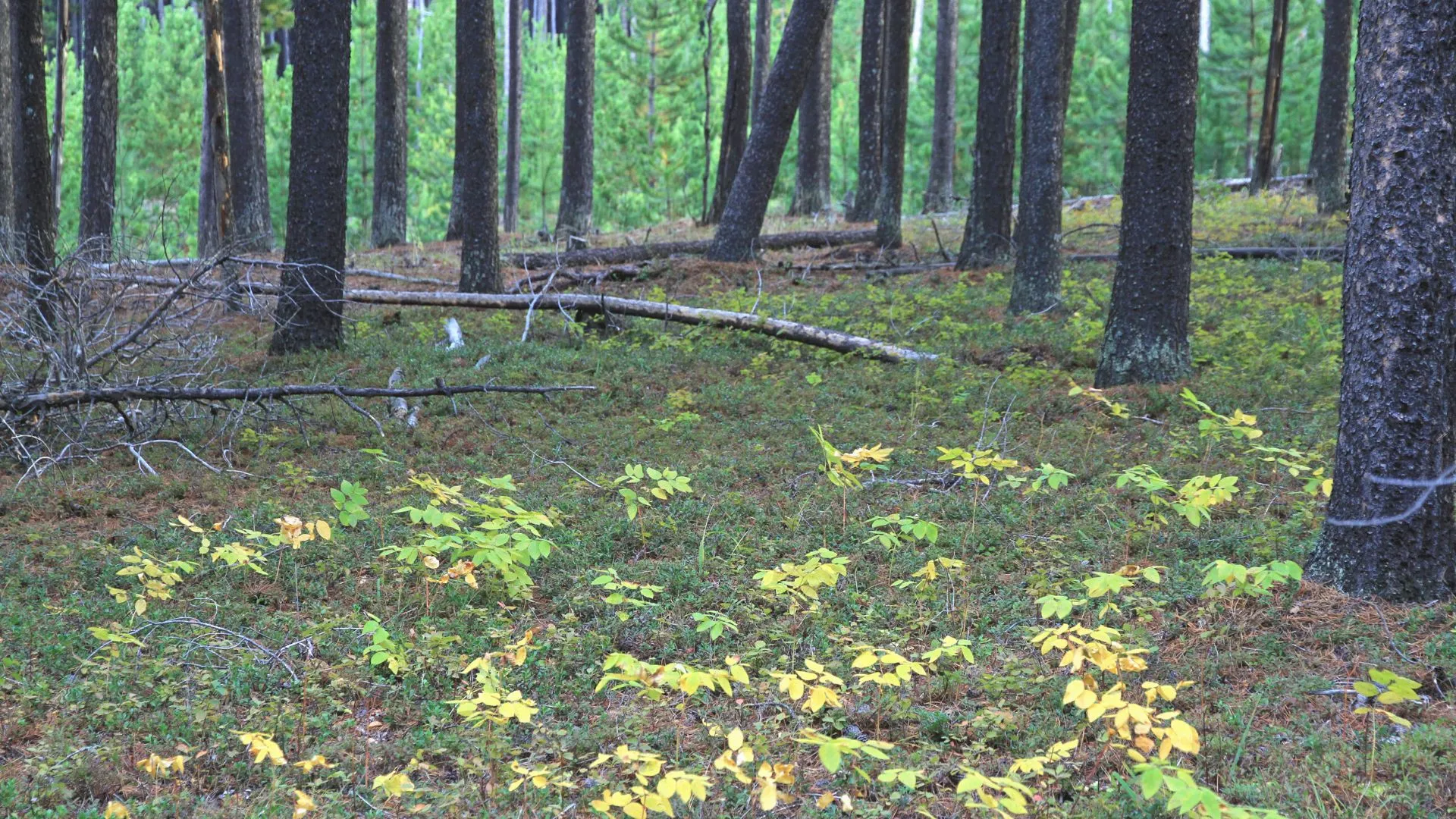 Tea Hill Provincial Park-3