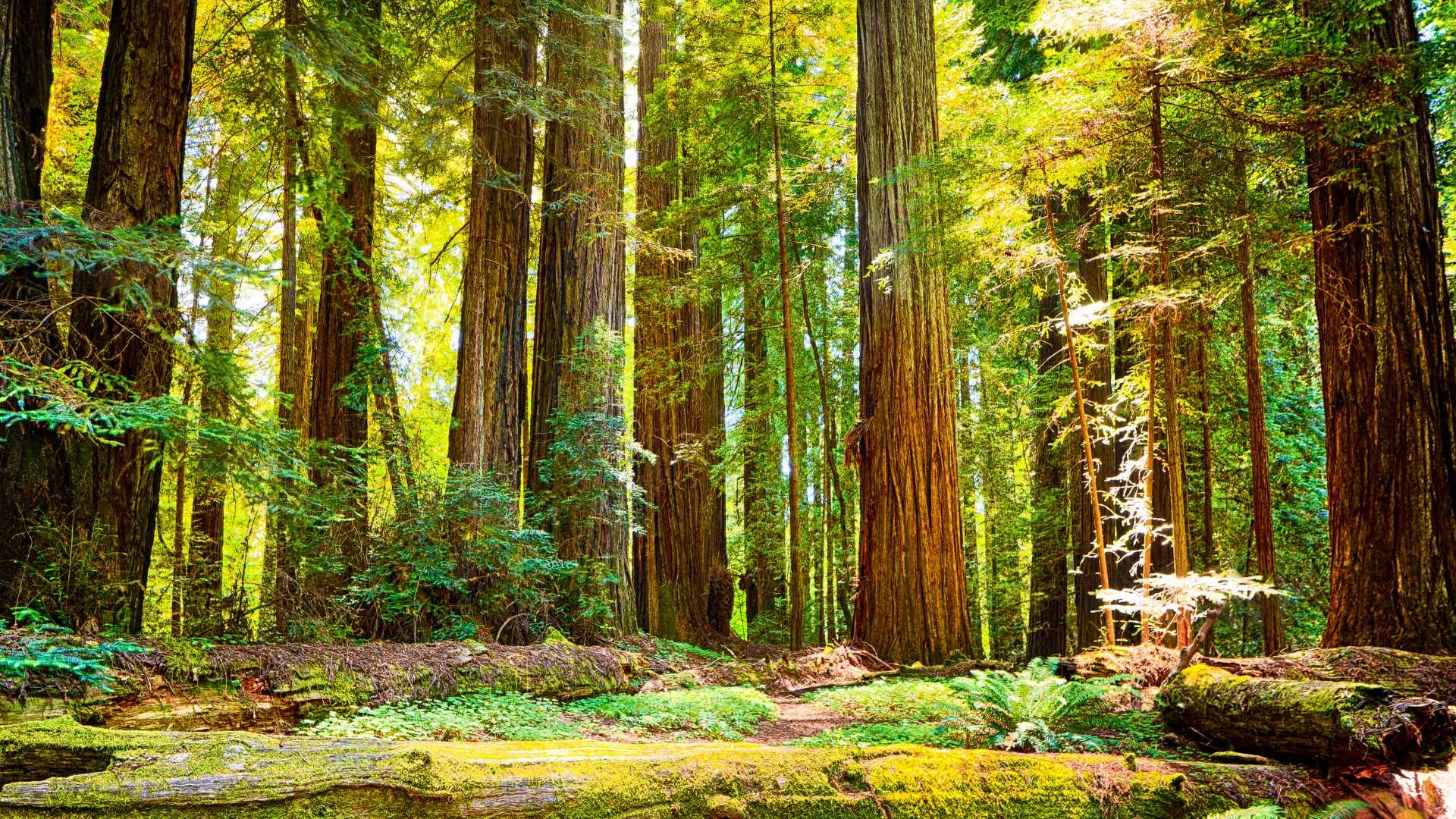 Vancouver to San Francisco road trip-5 Redwood National