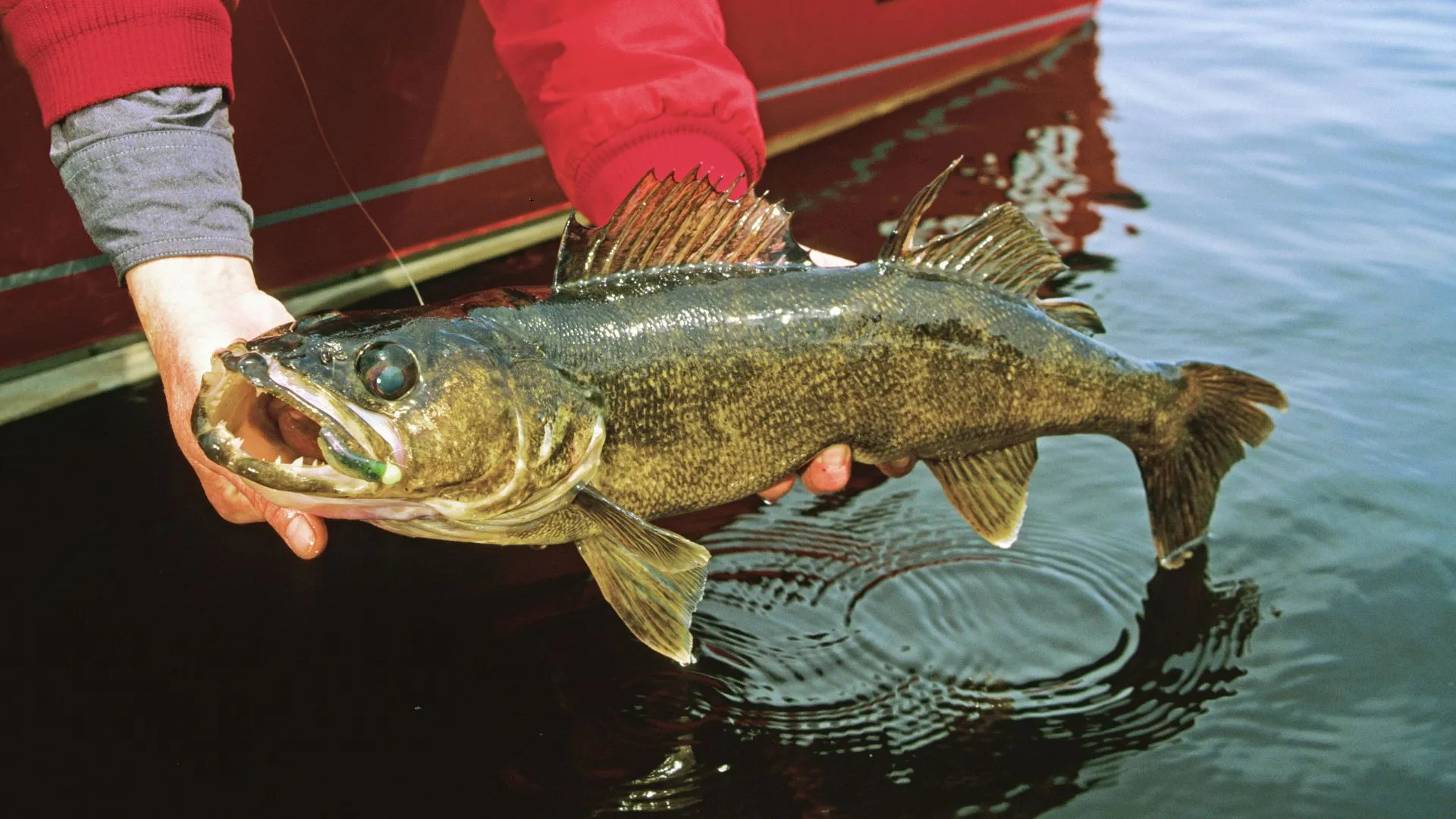 best lake superior fishing charters (2) lake superior salmon fishing
