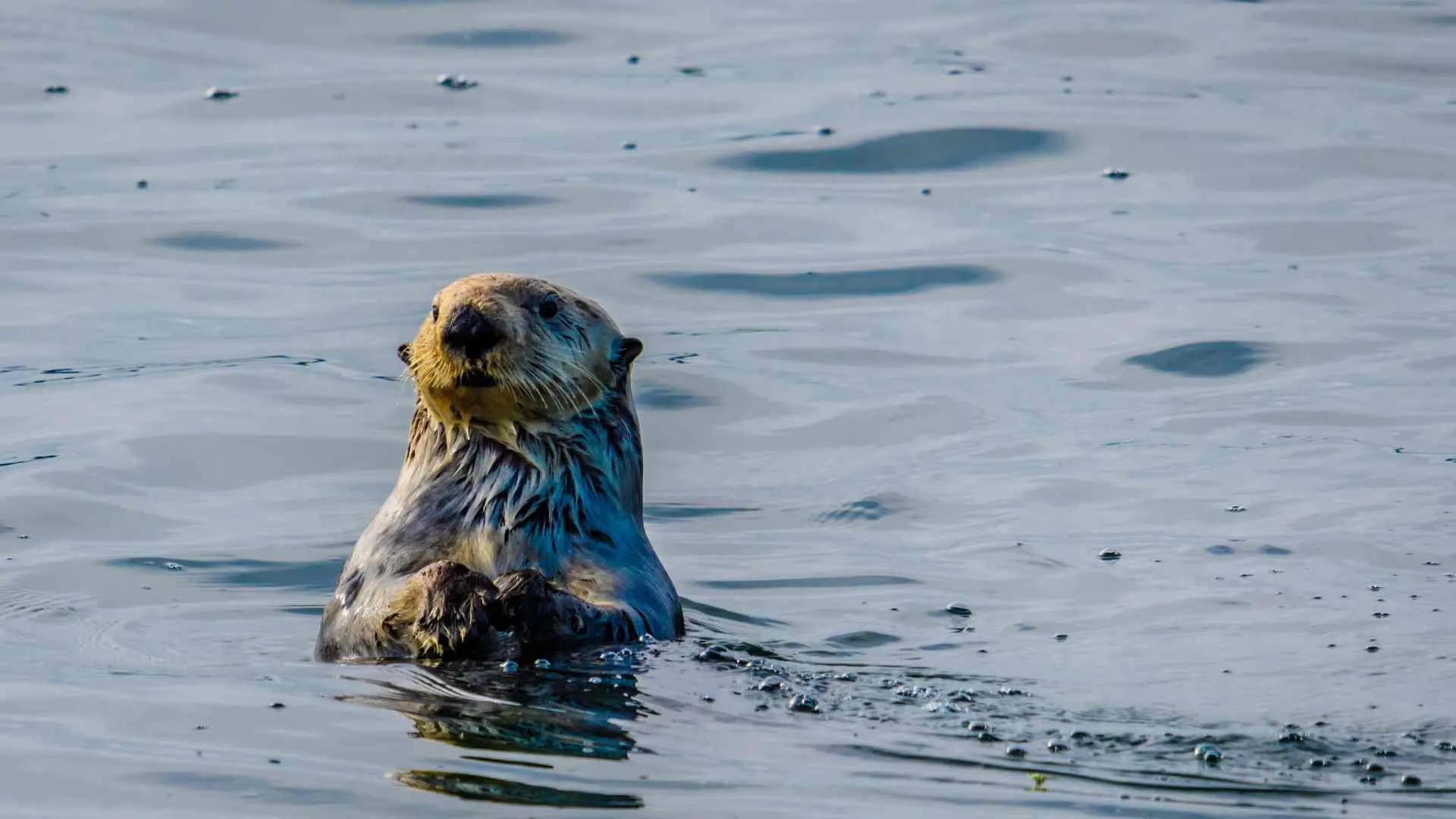best time for Alaska cruises-2 sea otter in Alaska