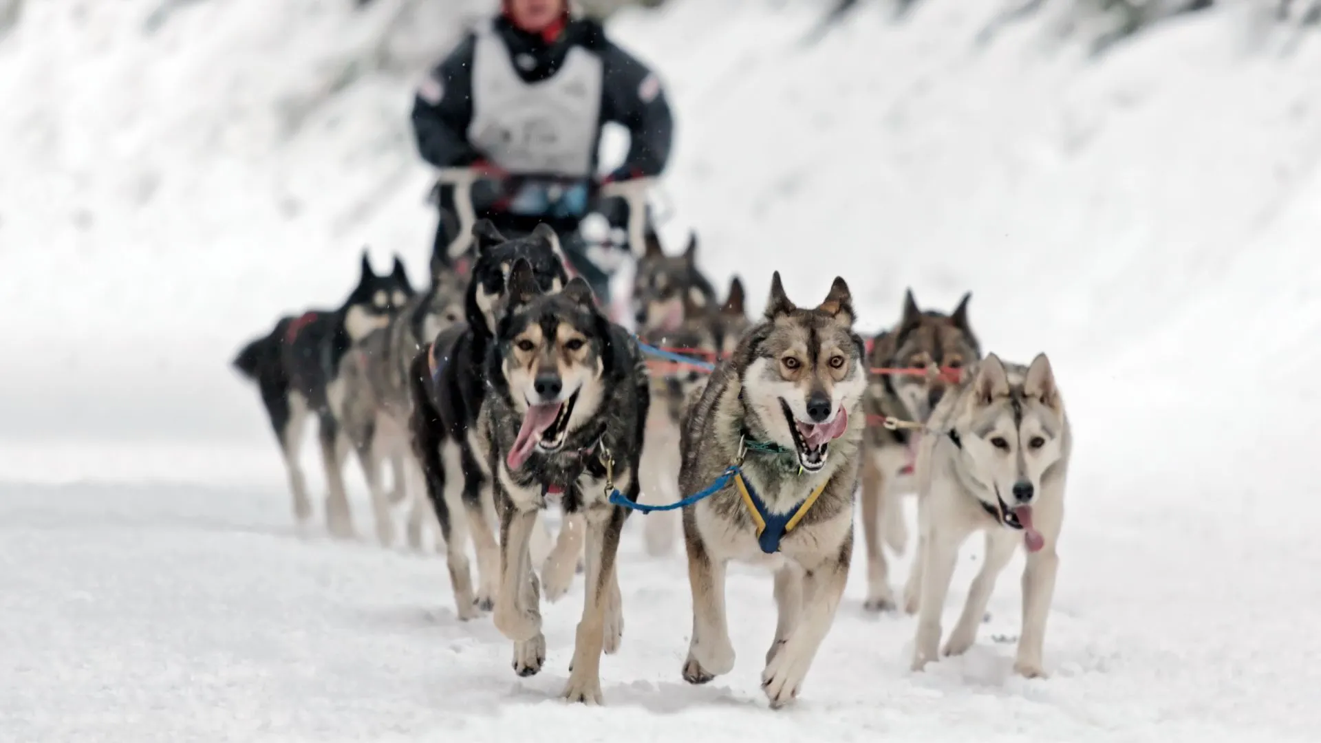 cruise port Juneau Alaska (8) dogsledding in alaska cruise port