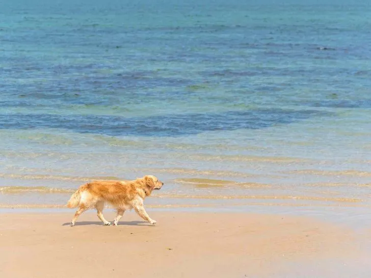 dog beaches Brighton
