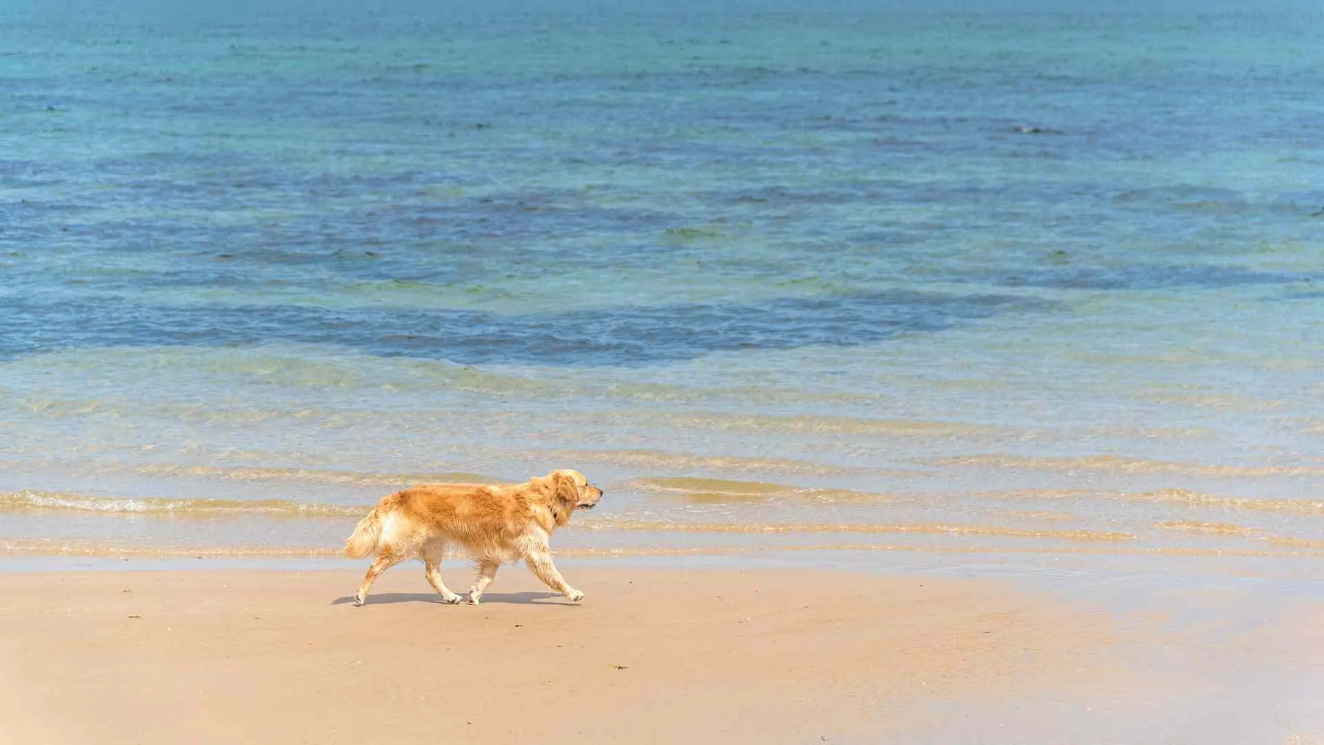dog beaches Brighton