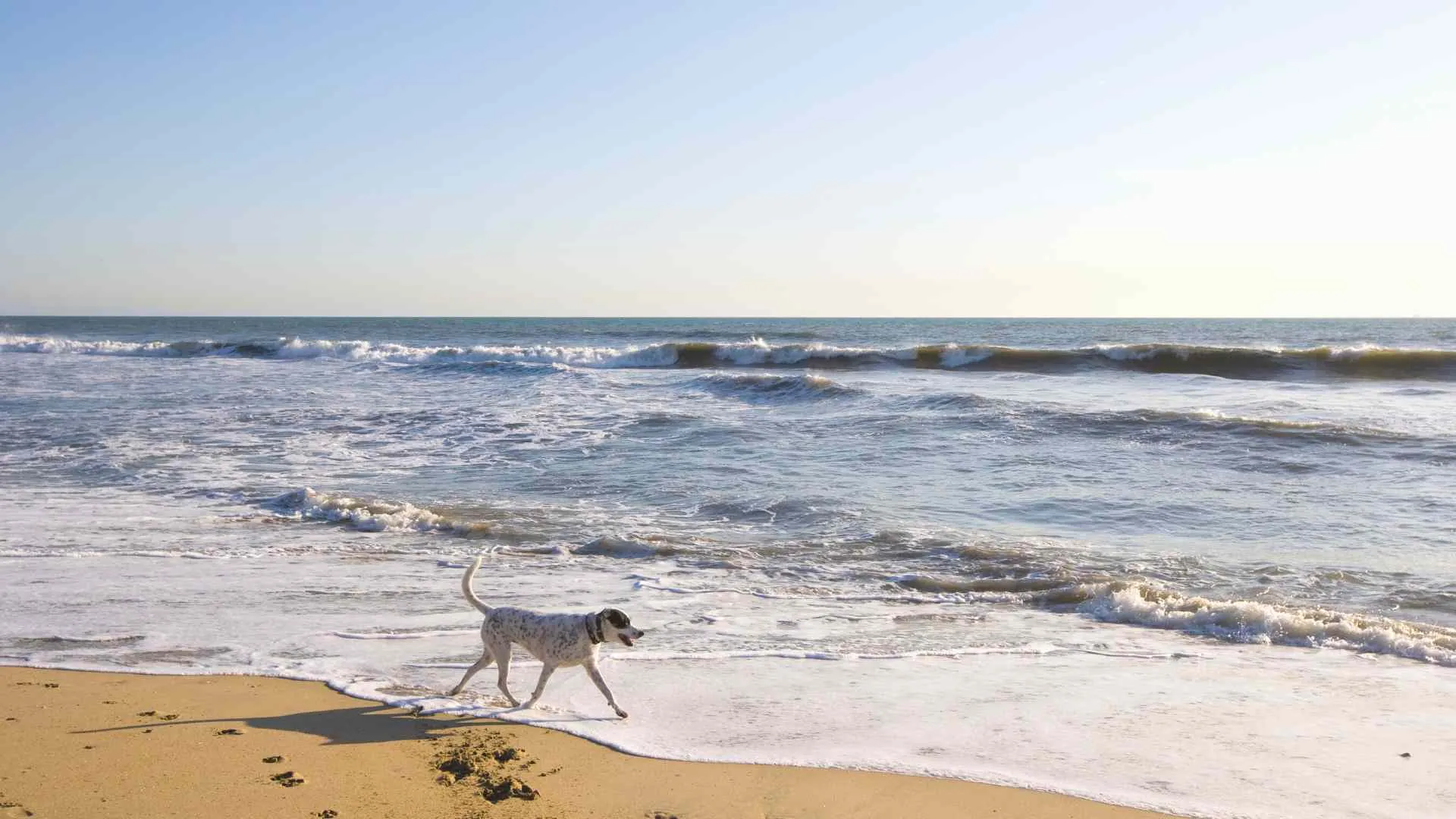 dog beaches Orange County-2 Huntington Dog Beach
