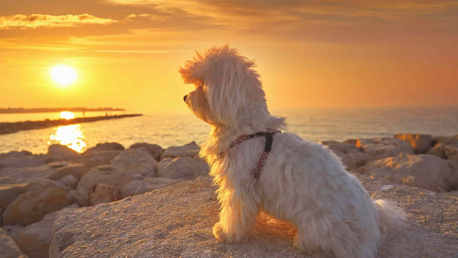 dog beaches Orange County dog beaches Orange County