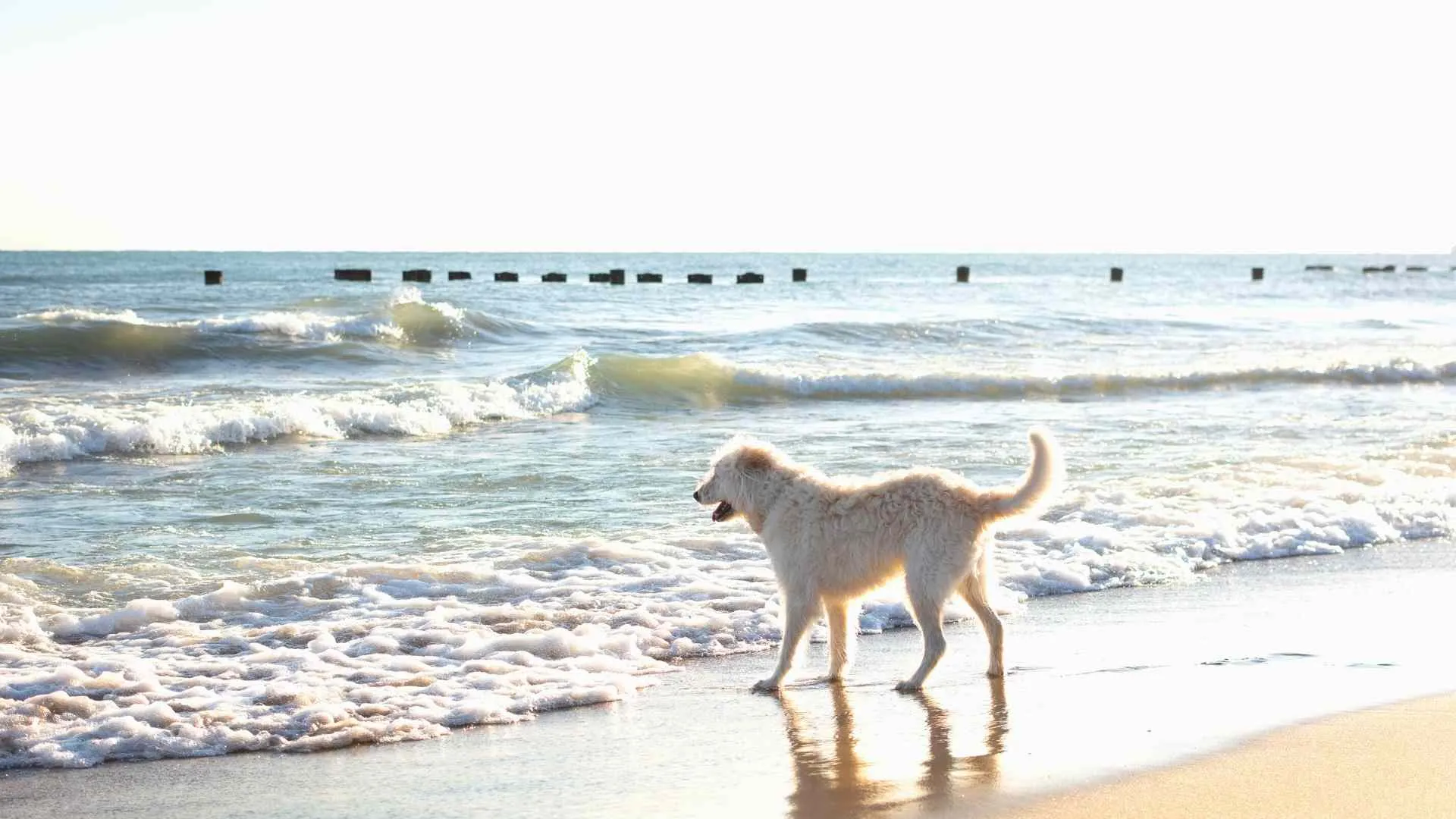 dog beaches Sunshine Coast
