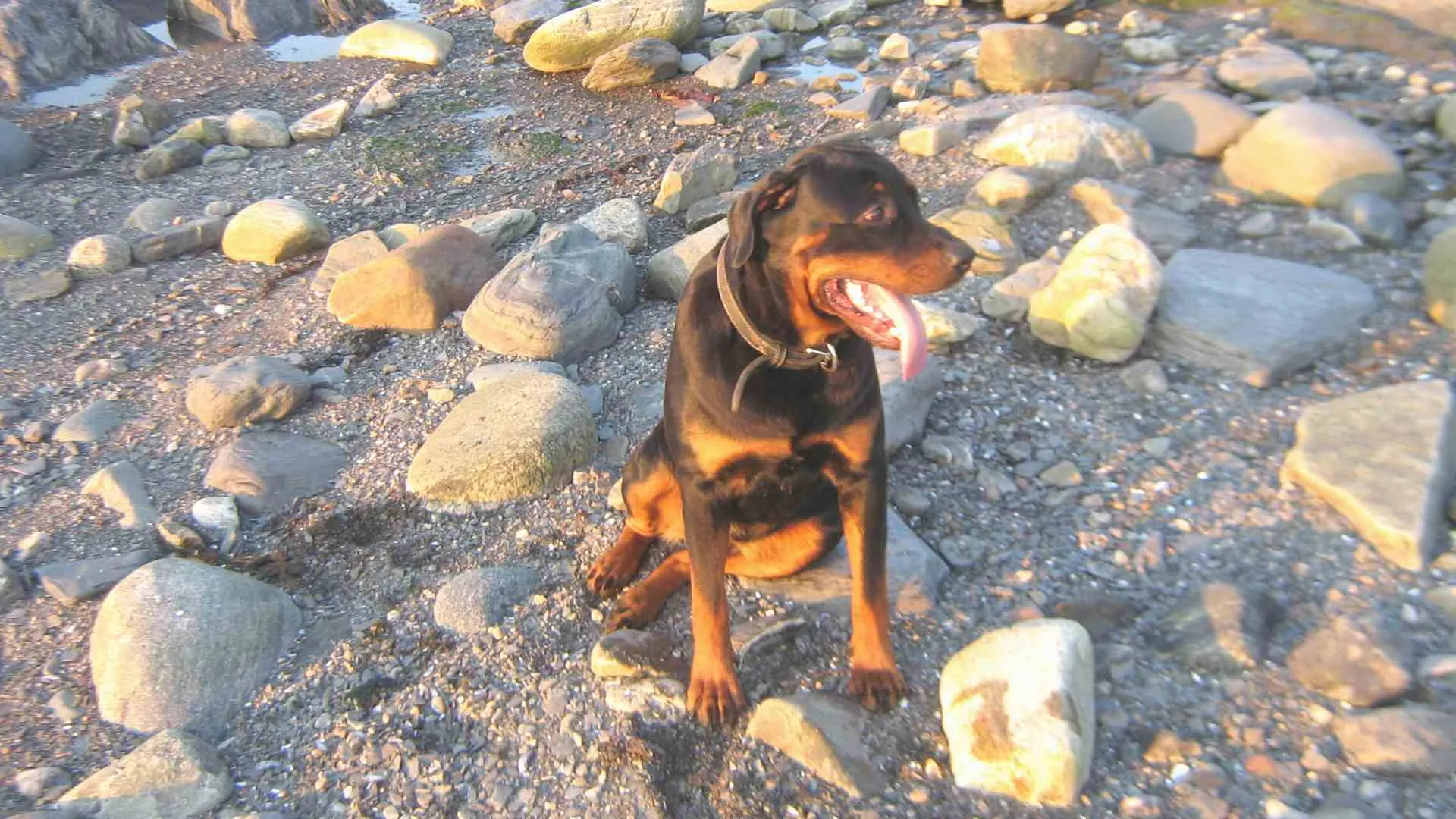 dog beaches perth (6) Quinns Rocks Dog Beach