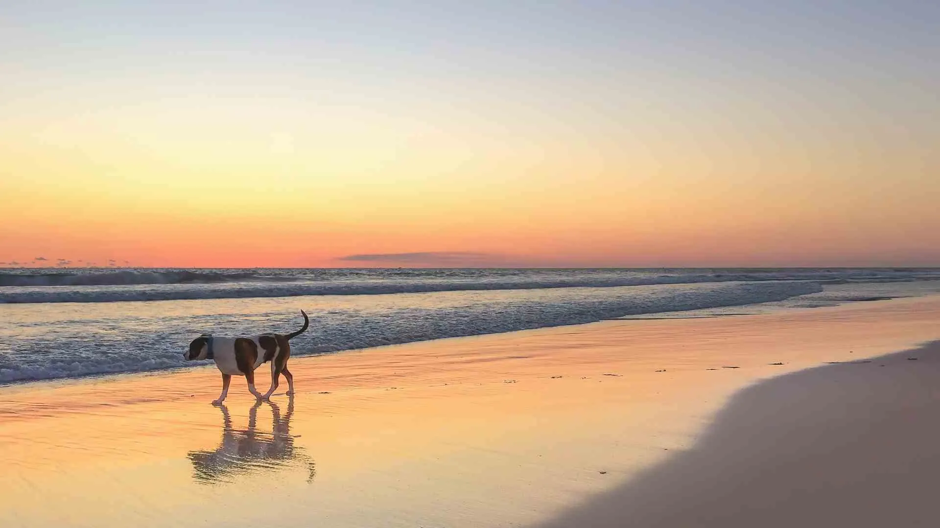 dog beaches perth