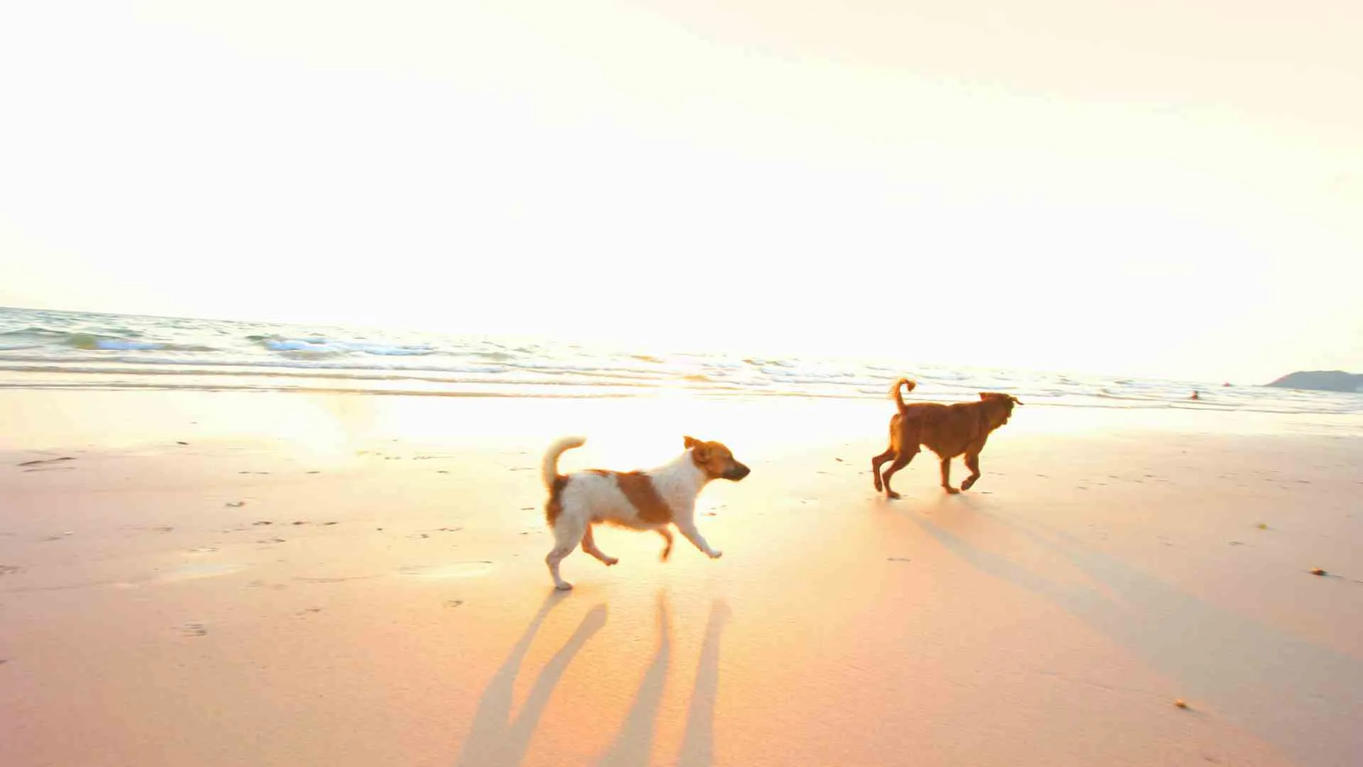 dog beaches sydney (1) dog beaches sydney