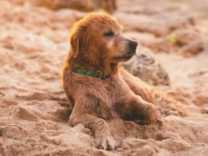 dog beaches sydney