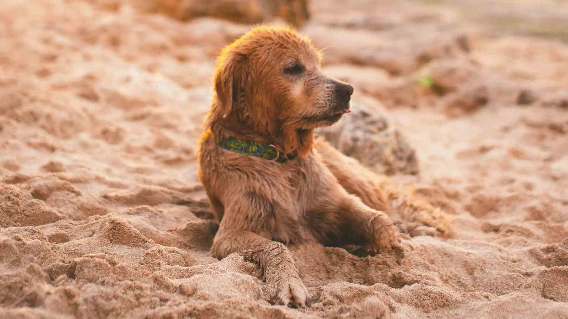 dog beaches sydney