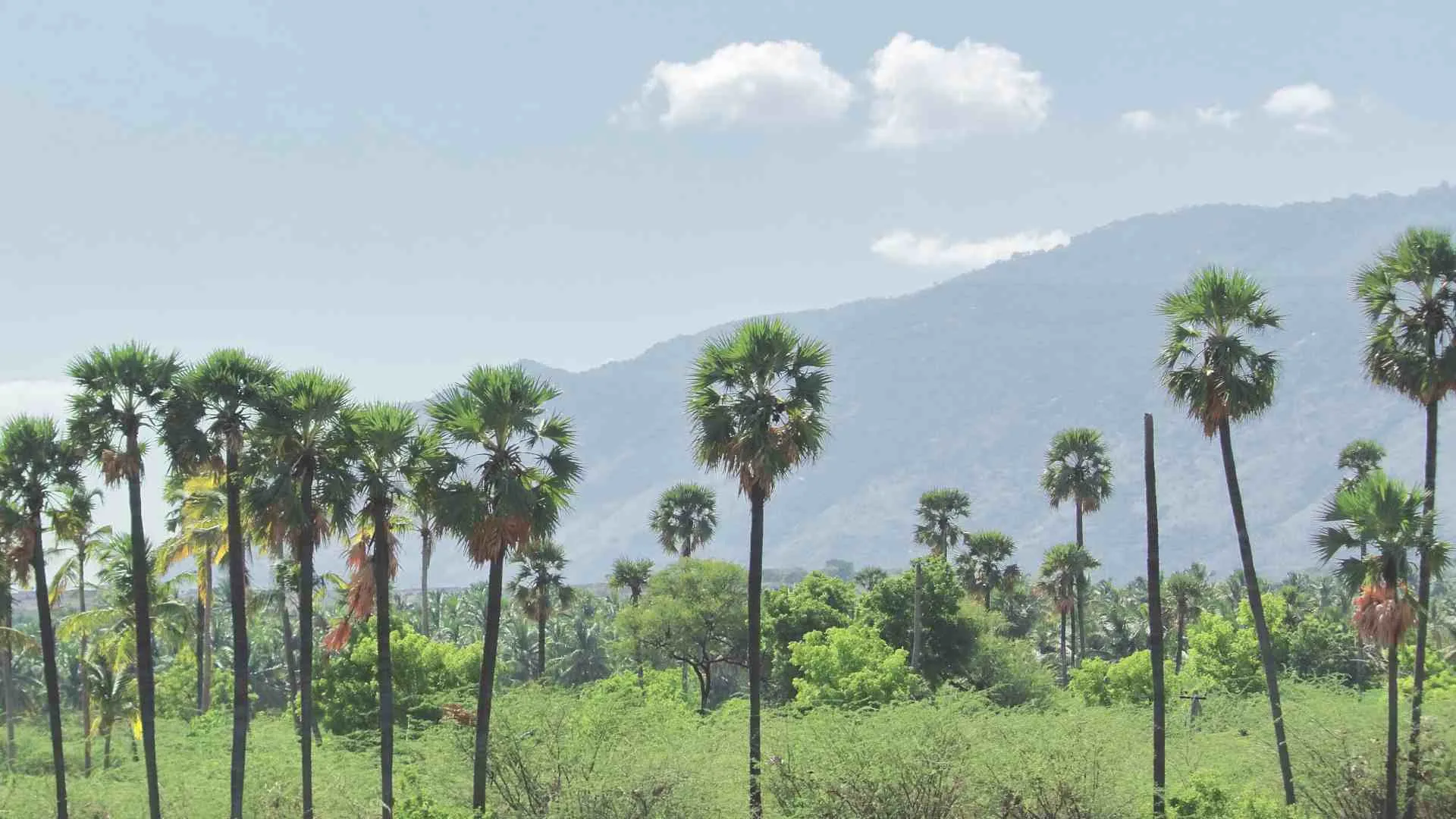 eco tourism odisha (6) Eastern Ghats