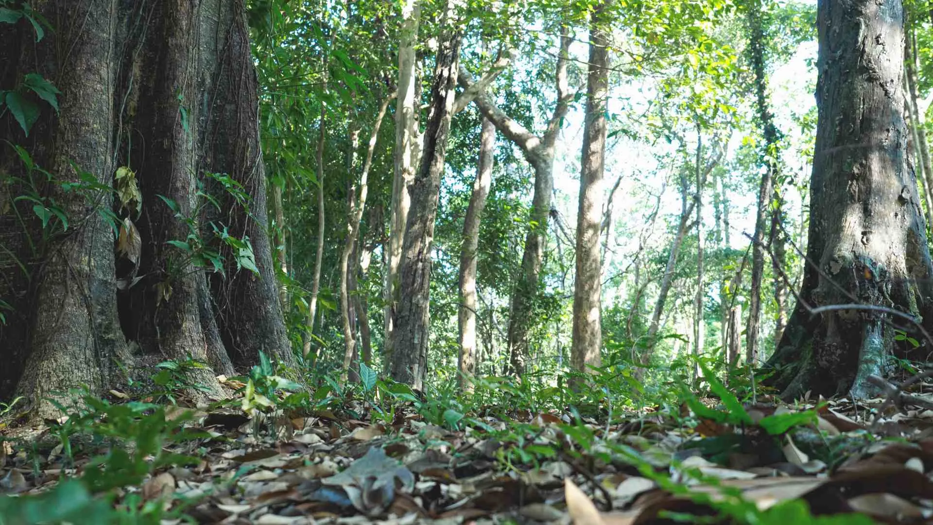 eco tourism odisha (8) Sunabeda Wildlife