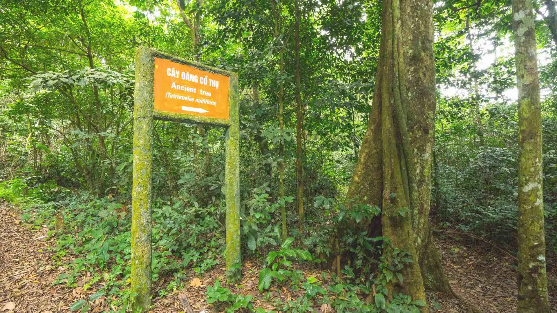 eco tourism vietnam (5) Cuc Phuong National Park