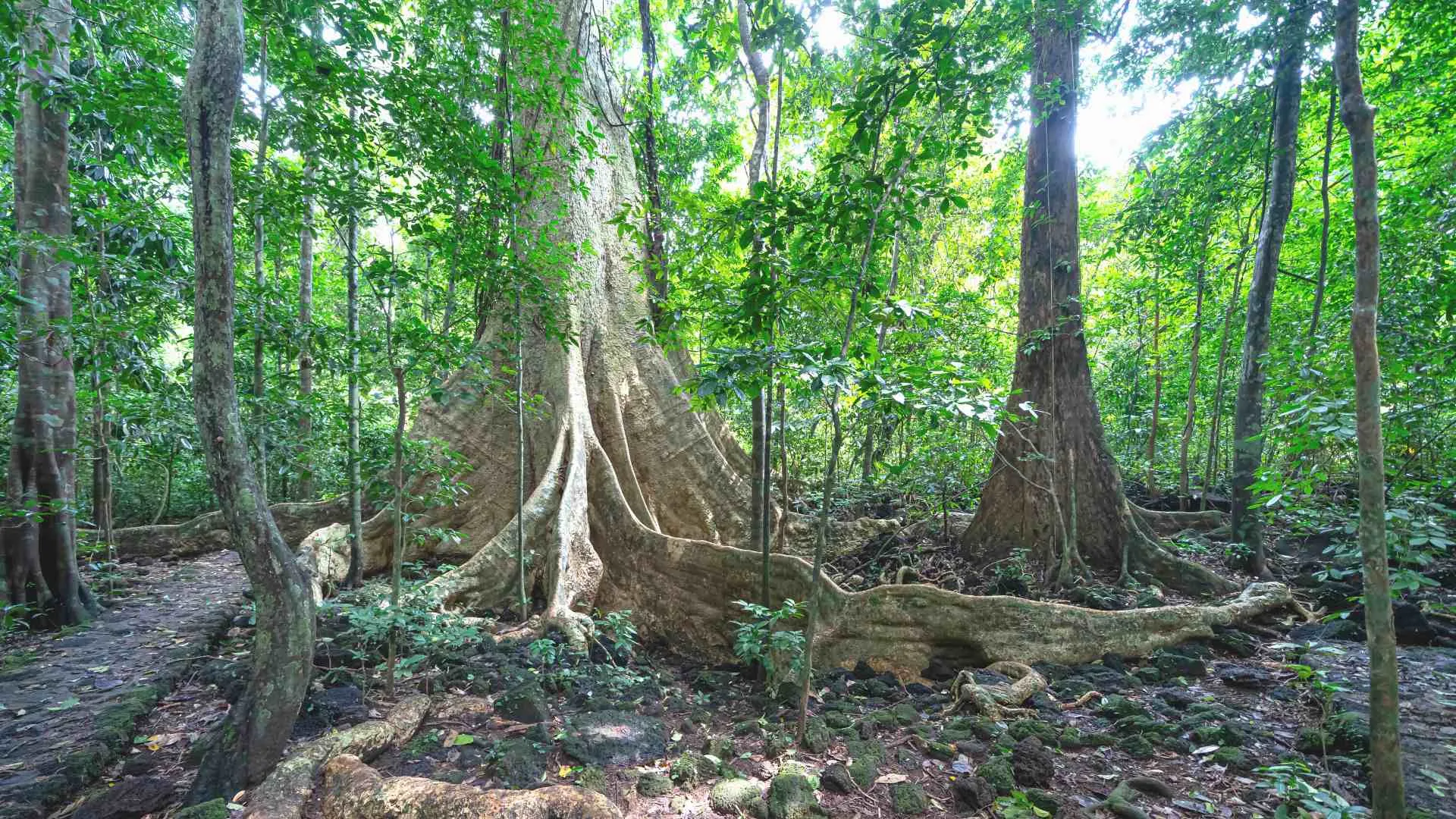 eco tourism vietnam (6) Cat Tien National Park