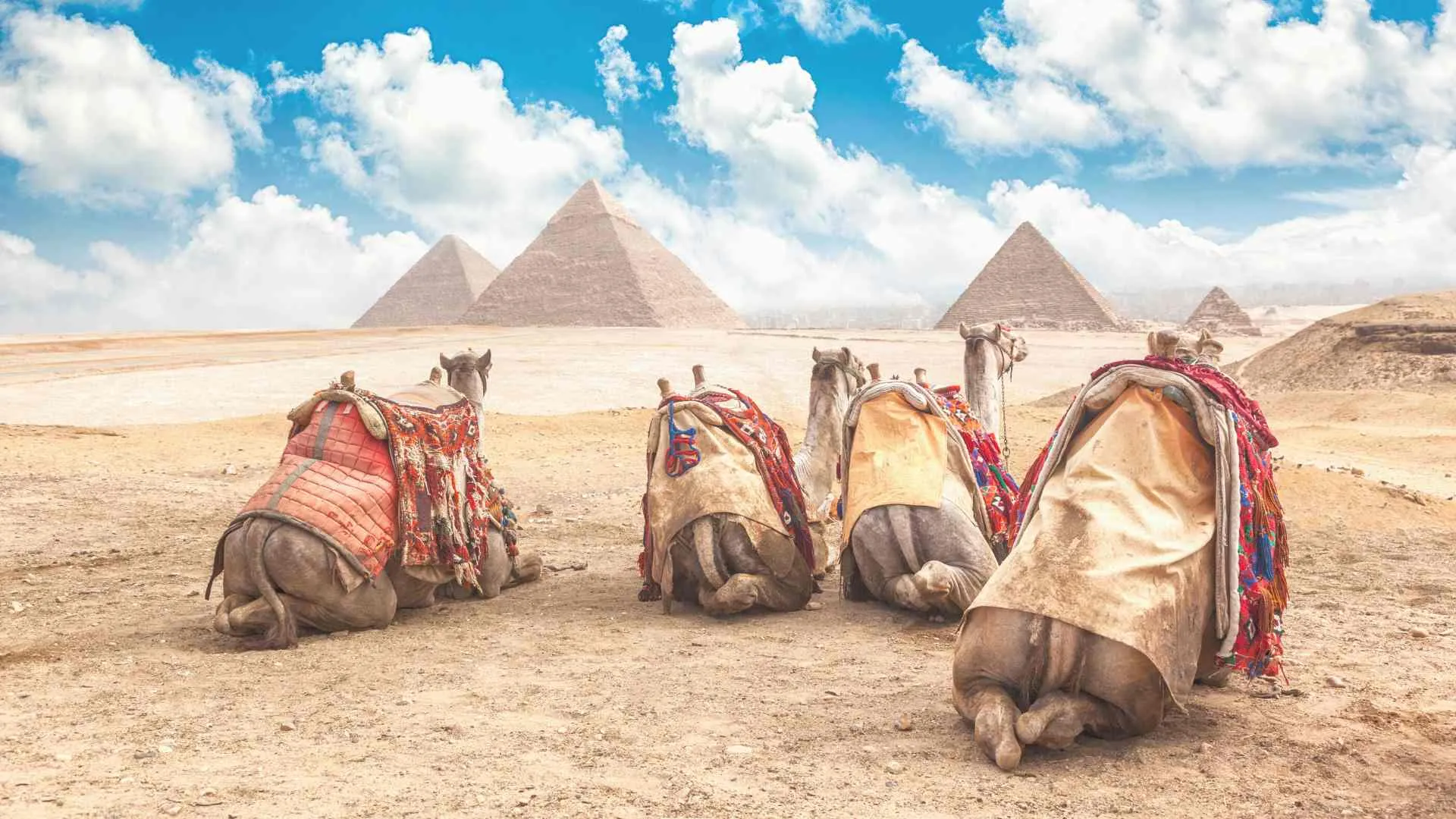 egypt travel tips (3) camels in egypt