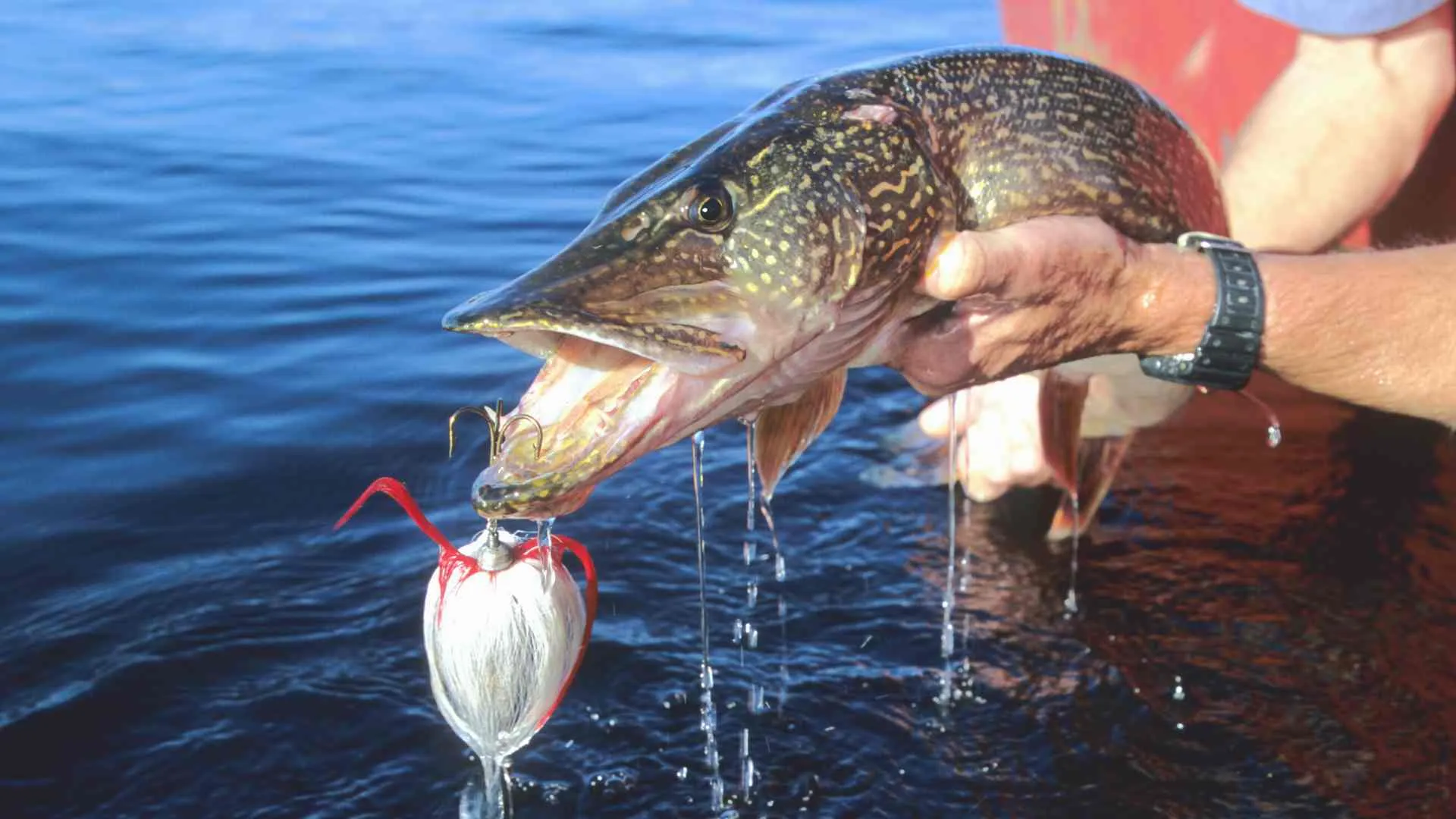 fishing on isle royale (3) Northern Pike