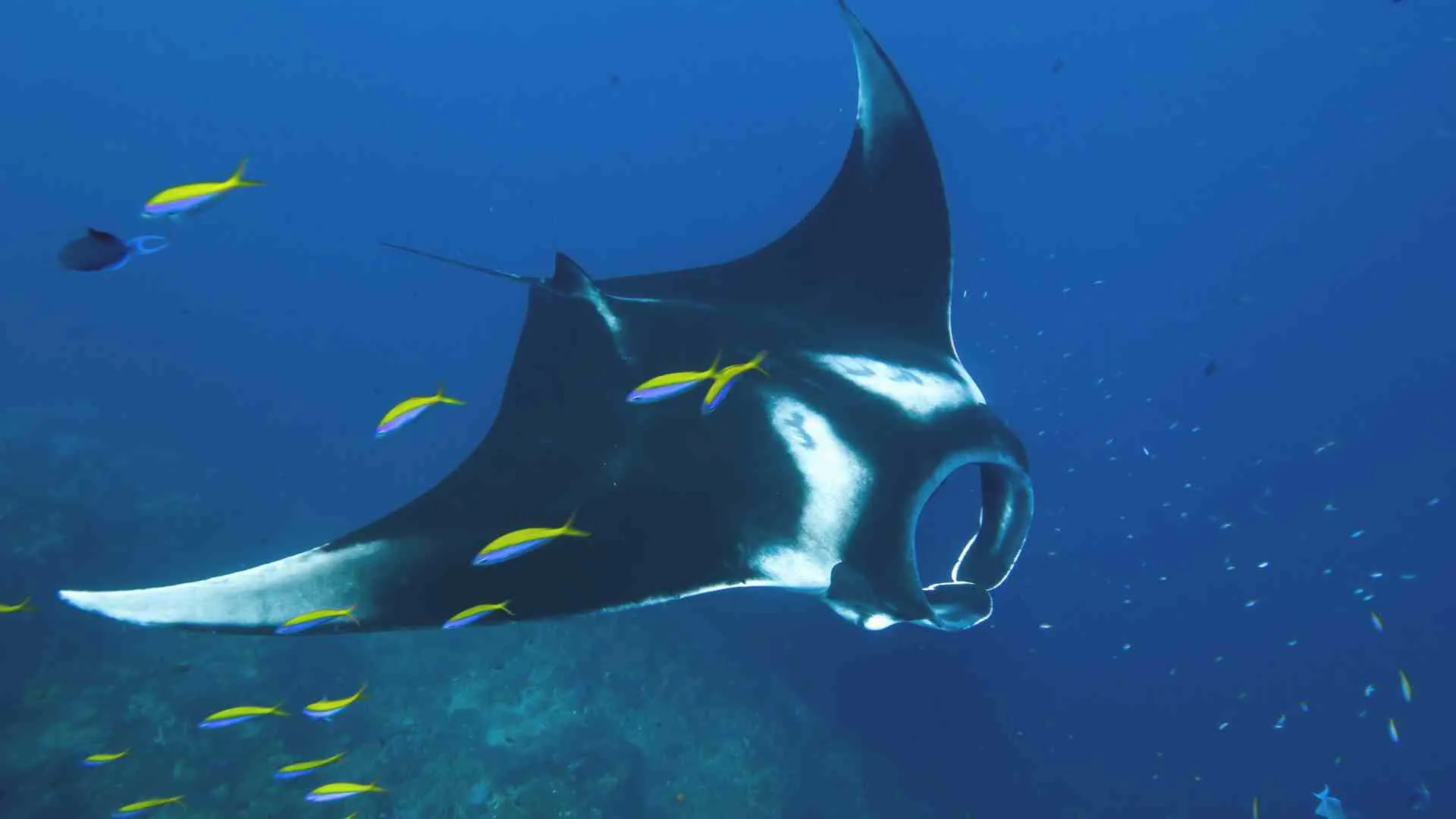 hawaii night dive manta ray (2) manta ray at night
