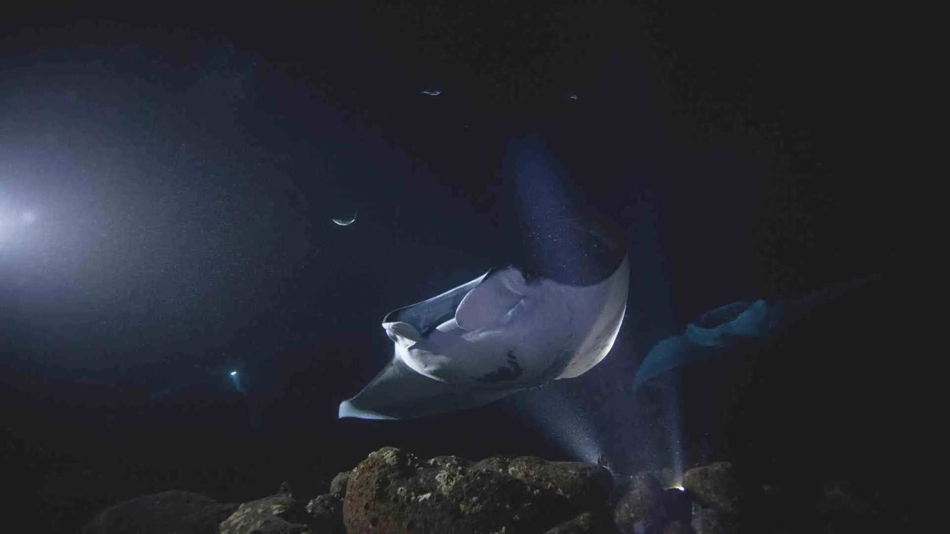 hawaii night dive manta ray (3) hawaii manta rays at night