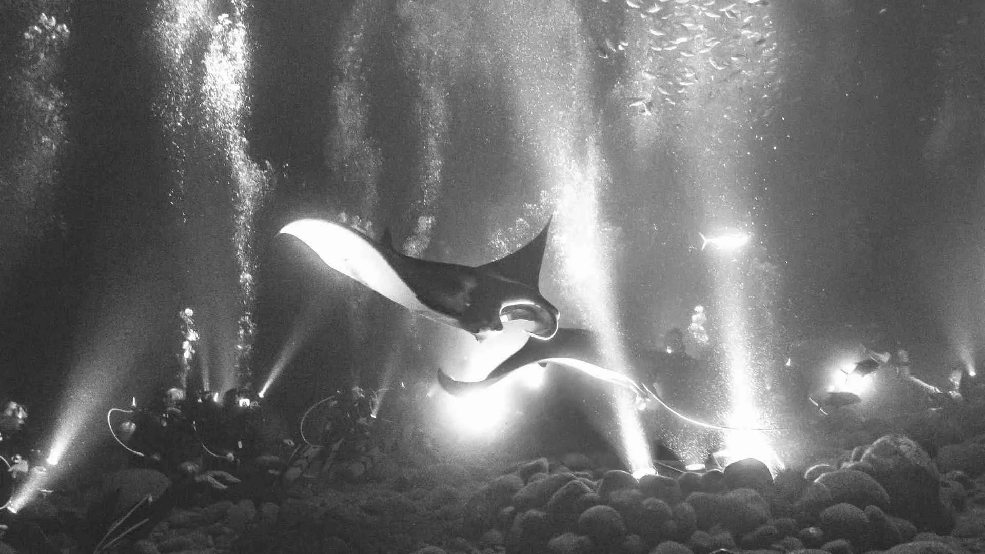 hawaii night dive manta ray (4) hawaii night dive manta ray