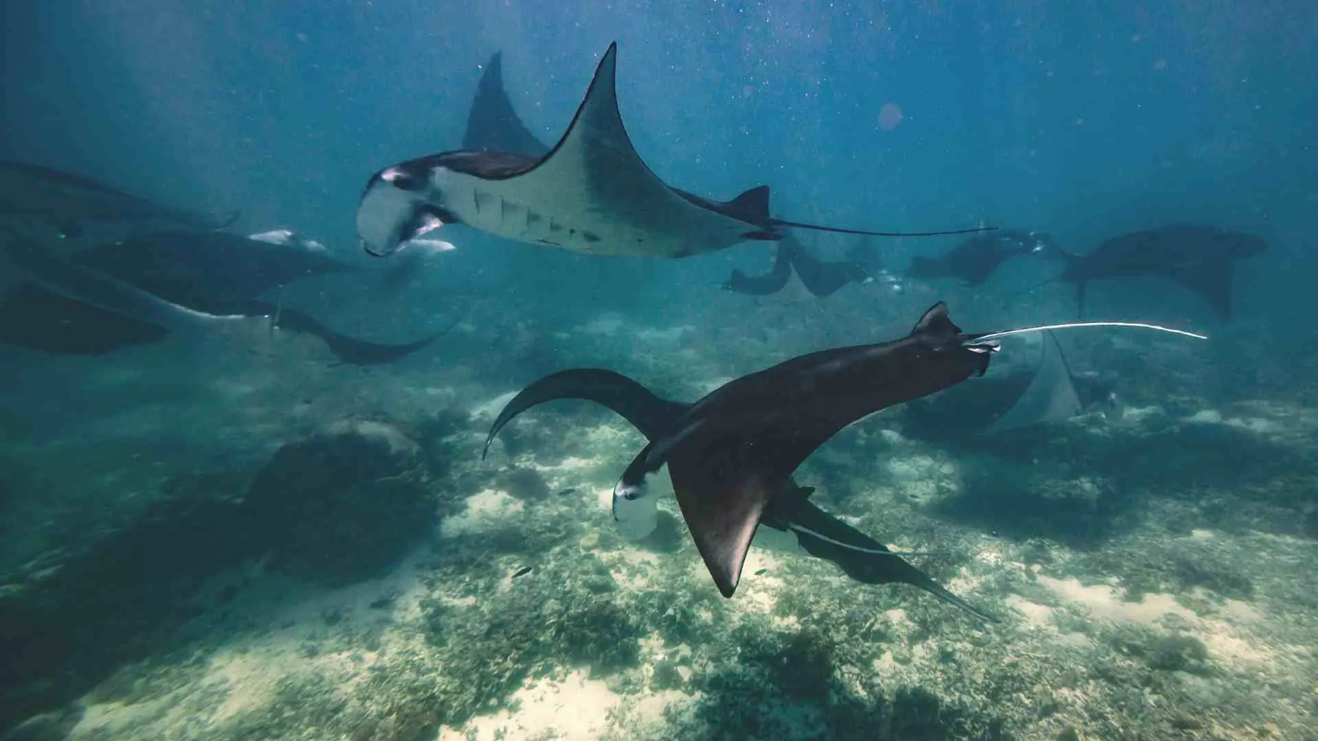 hawaii night dive manta ray (5) ecotourism manta rays
