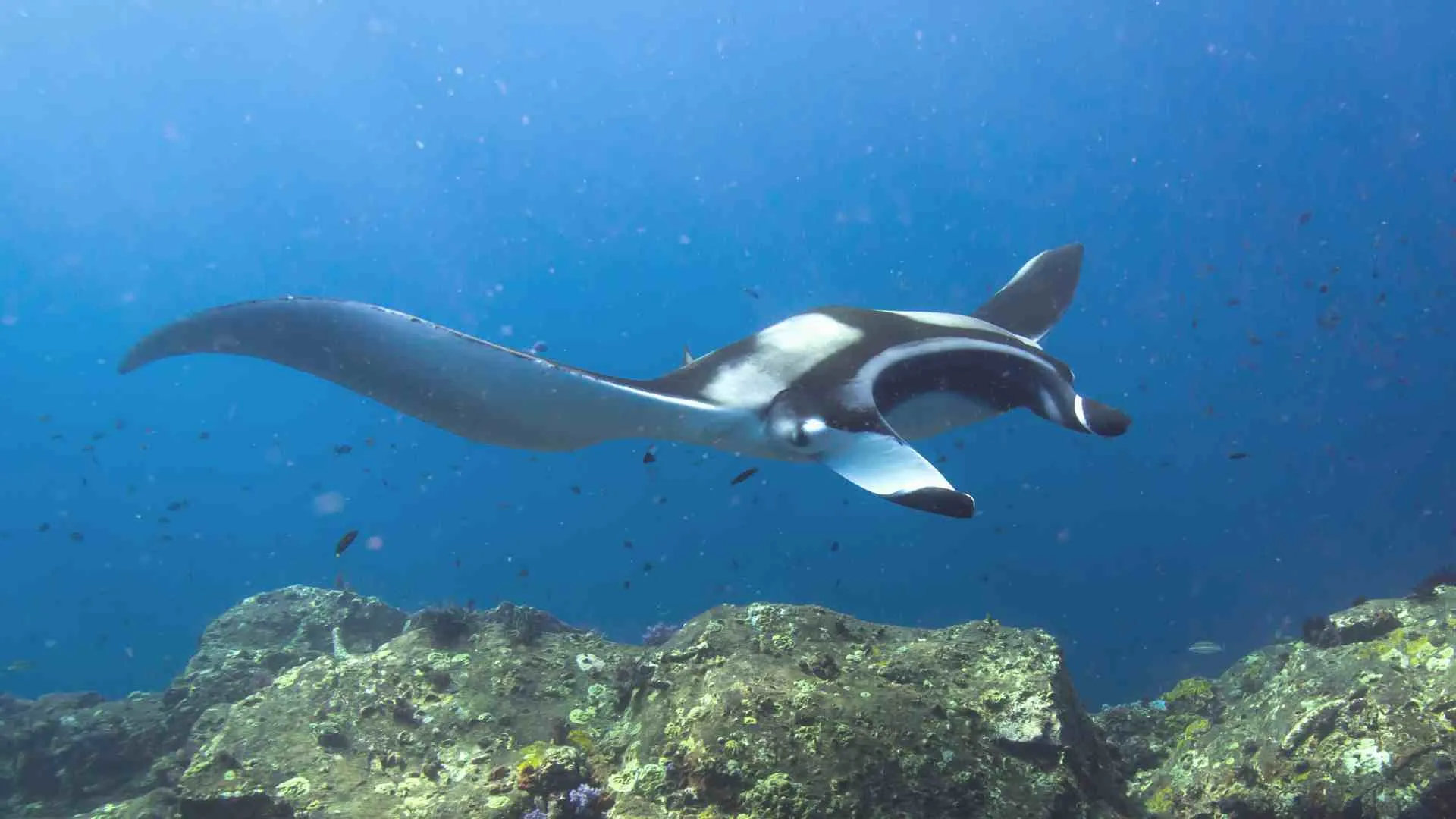 hawaii night dive manta ray (6) manta rays in kona