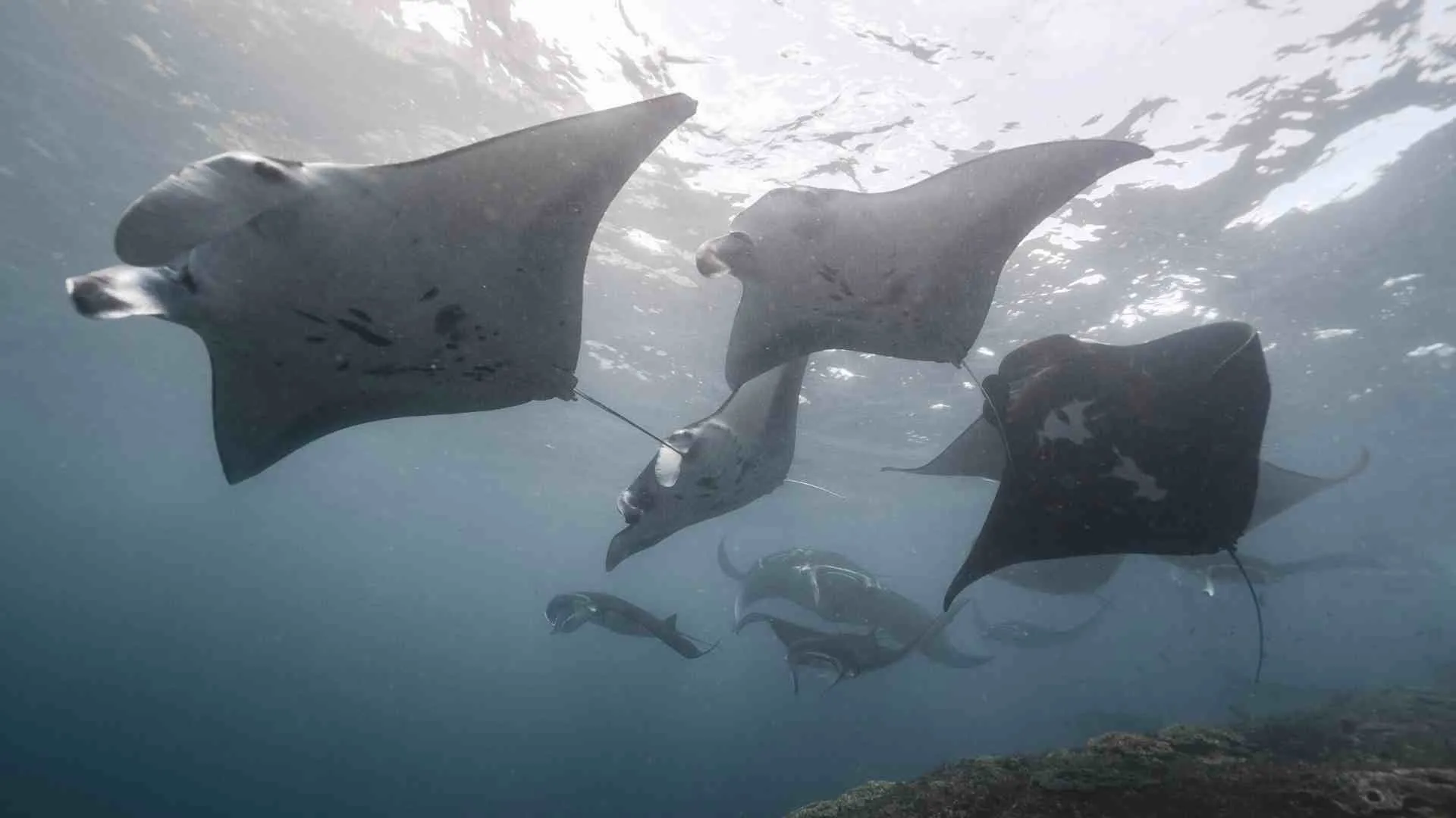 hawaii night dive manta ray (7) snorkel with manta rays