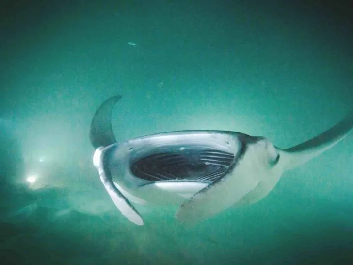 hawaii night dive manta ray