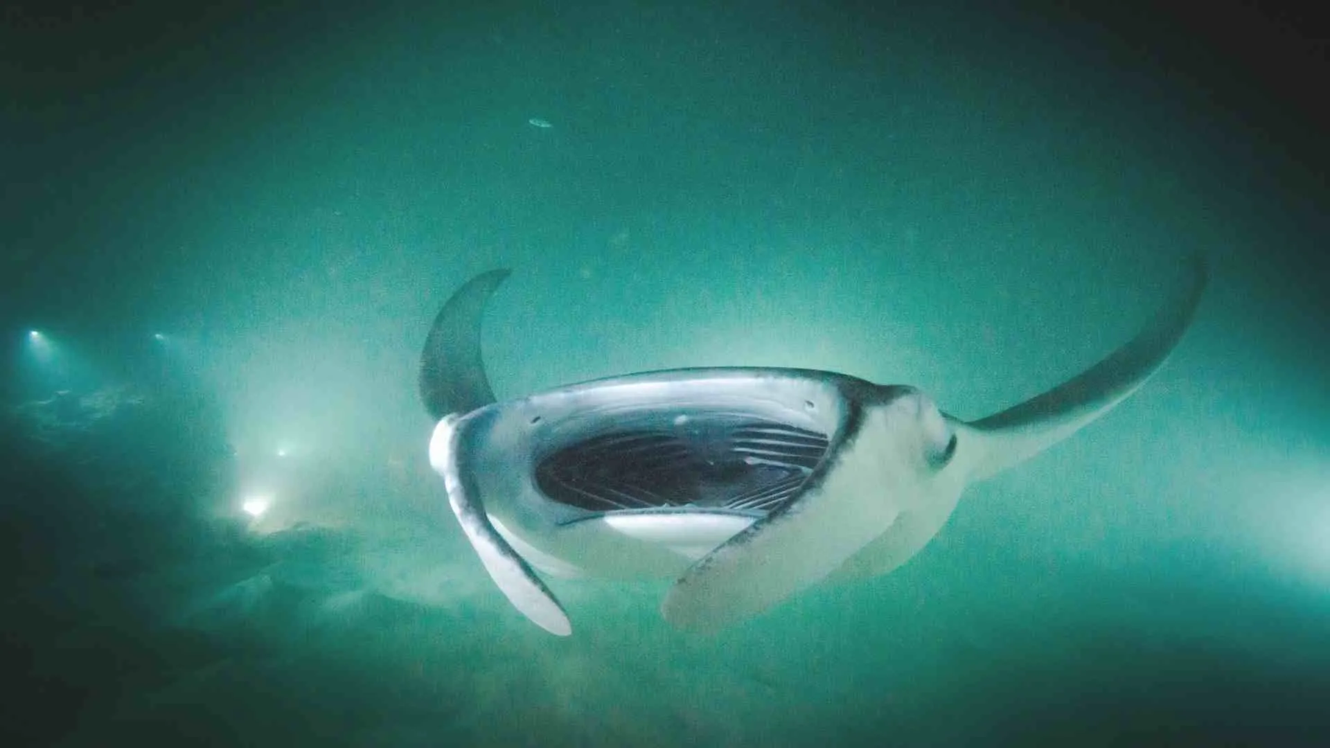 hawaii night dive manta ray