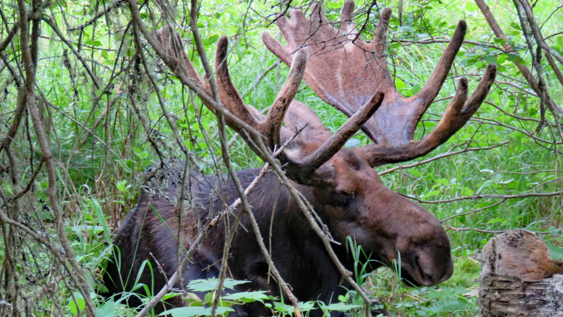 isle royale backpacking (7) isle royale moose encounter