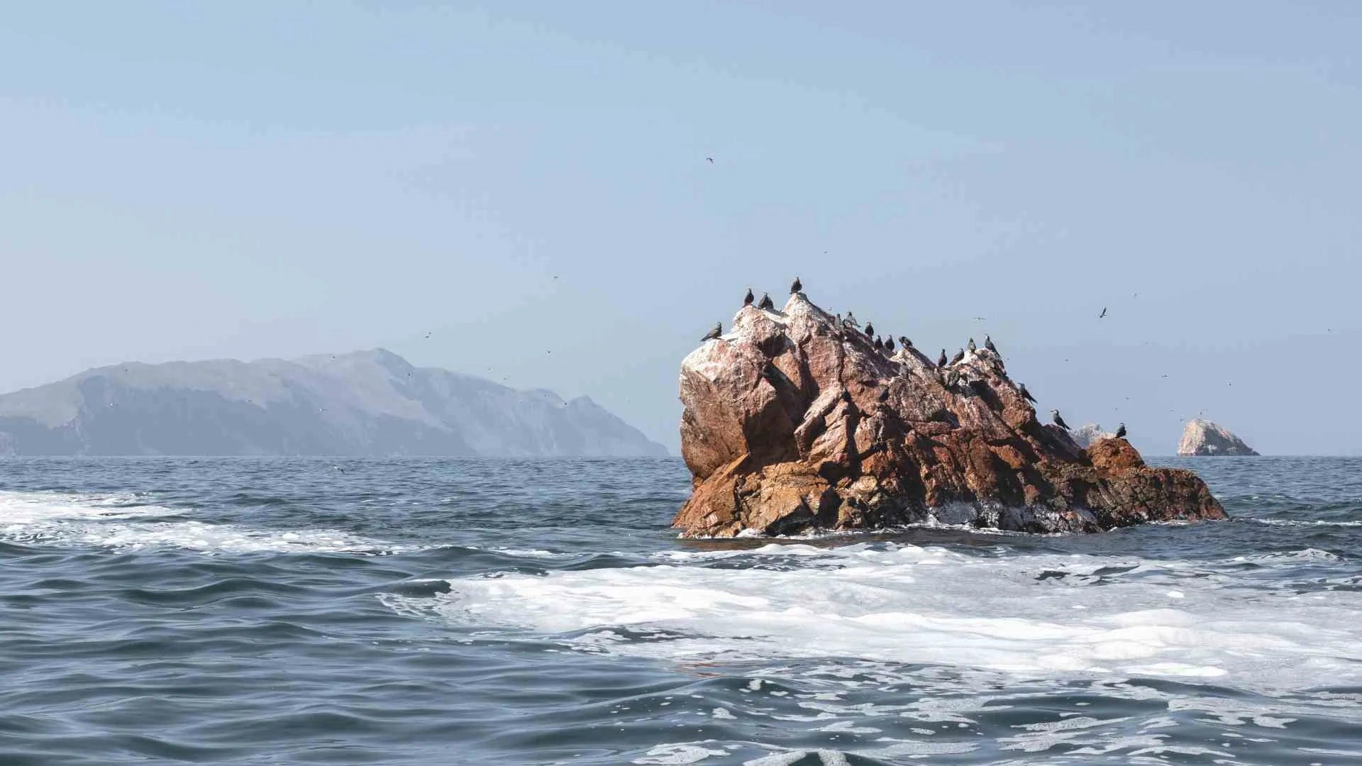 paracas peru what to do (5) birds on a rock in paracas harbor
