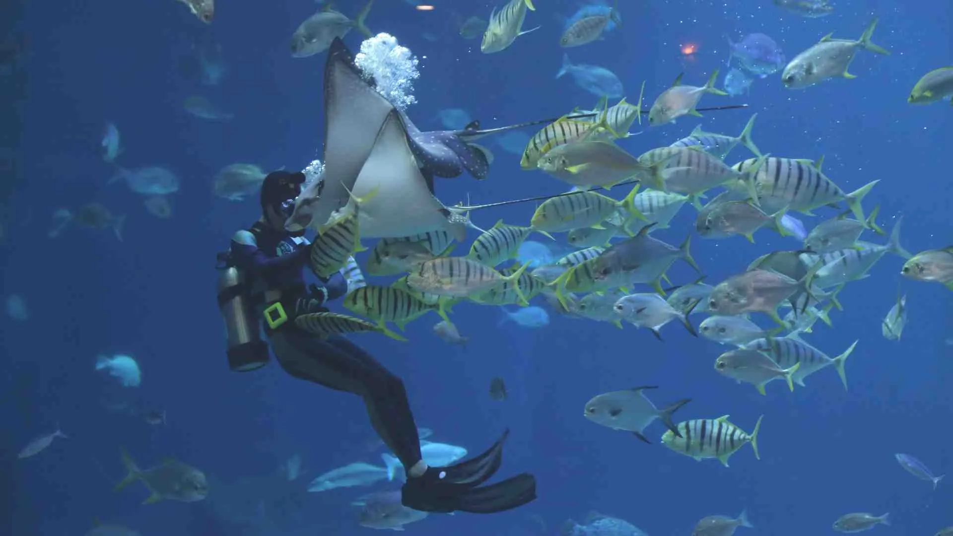 scuba diving quotes (4) Jacques Yves Cousteau scuba diving