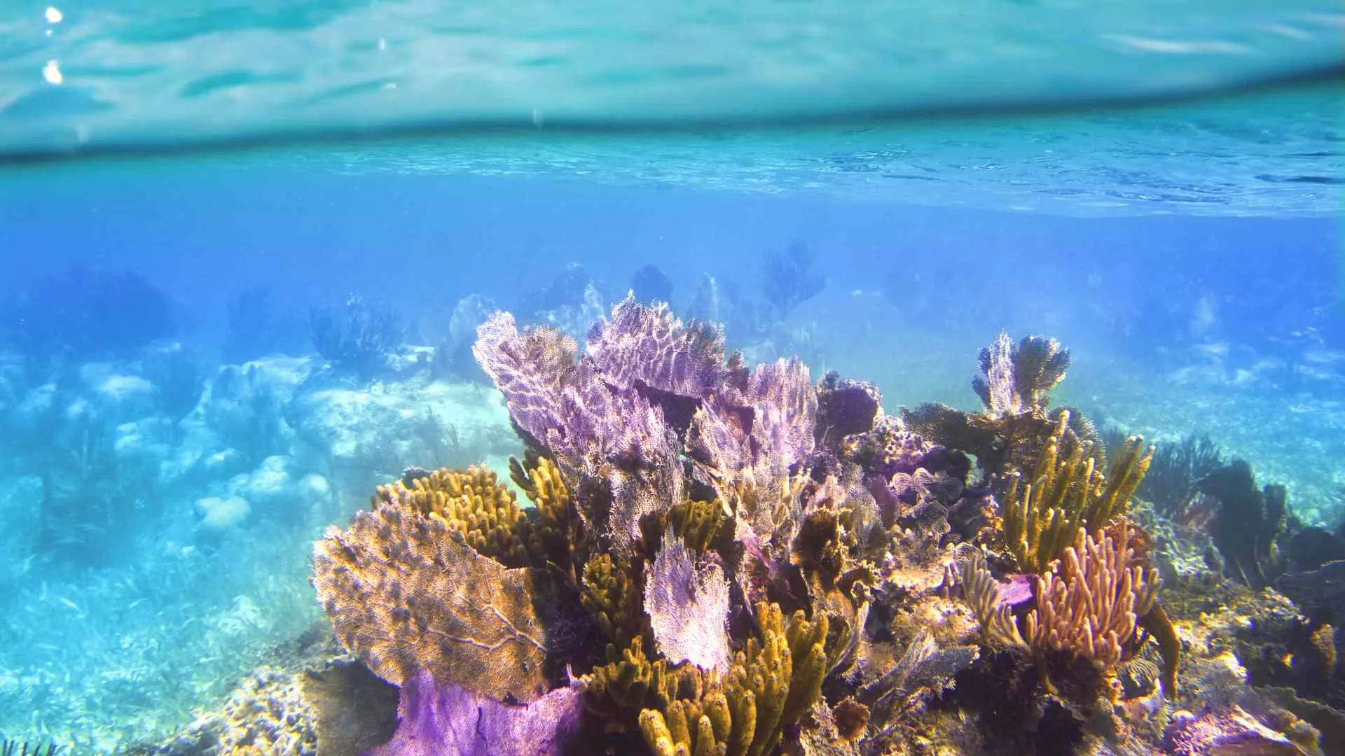 solo travel Fiji-2 Coral Coast