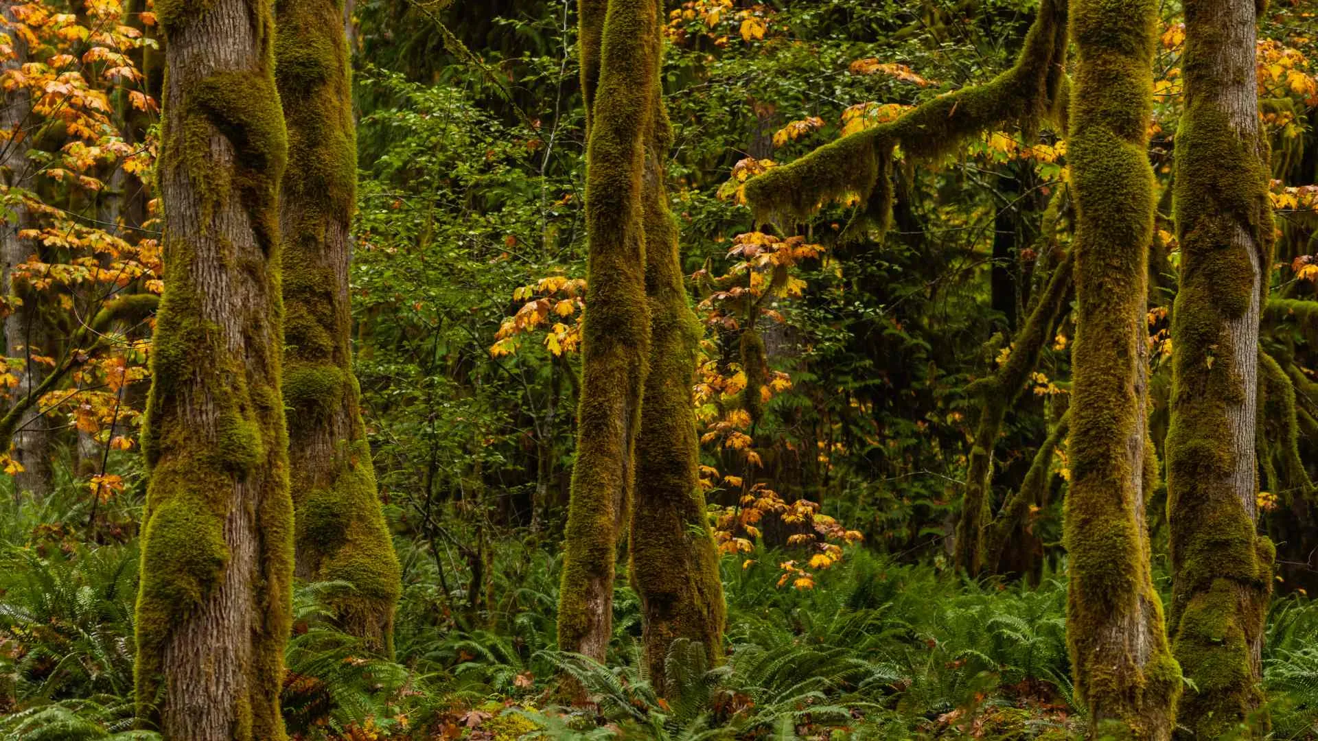 things to do in sitka alaska-11 alaska hiking in sitka