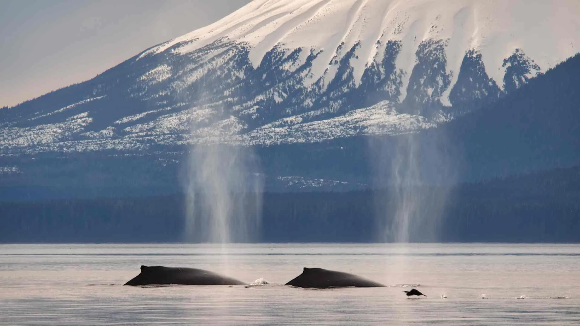 things to do in sitka alaska-20 Sitka WhaleFest