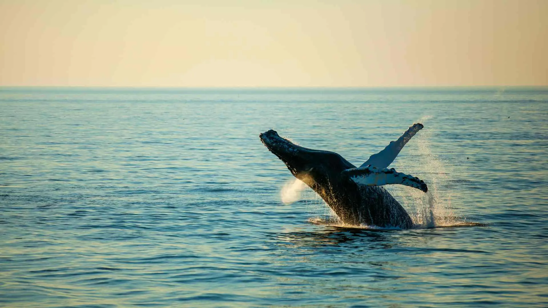 things to do in sitka alaska-4 Whale Watching