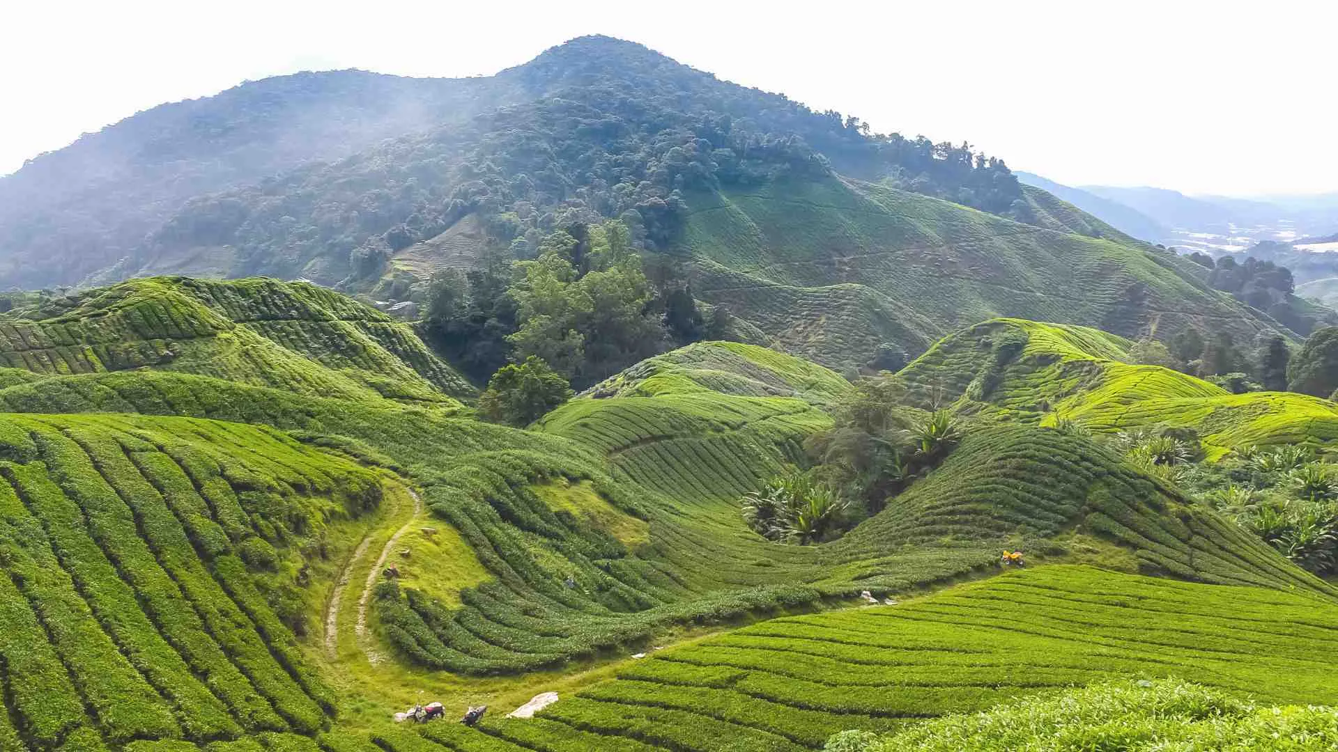 weekend getaway Malaysia (4) Cameron Highlands
