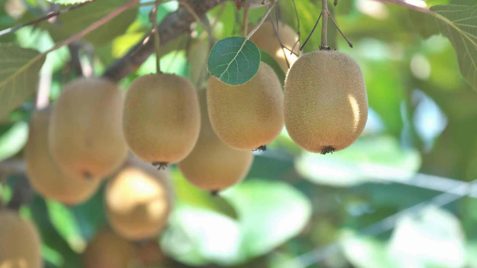 what new zealand is famous for (2) Kiwifruit