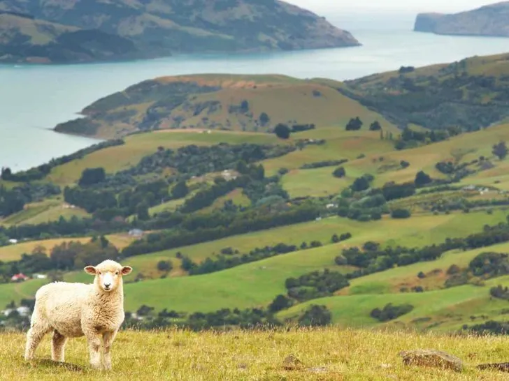what new zealand is famous for