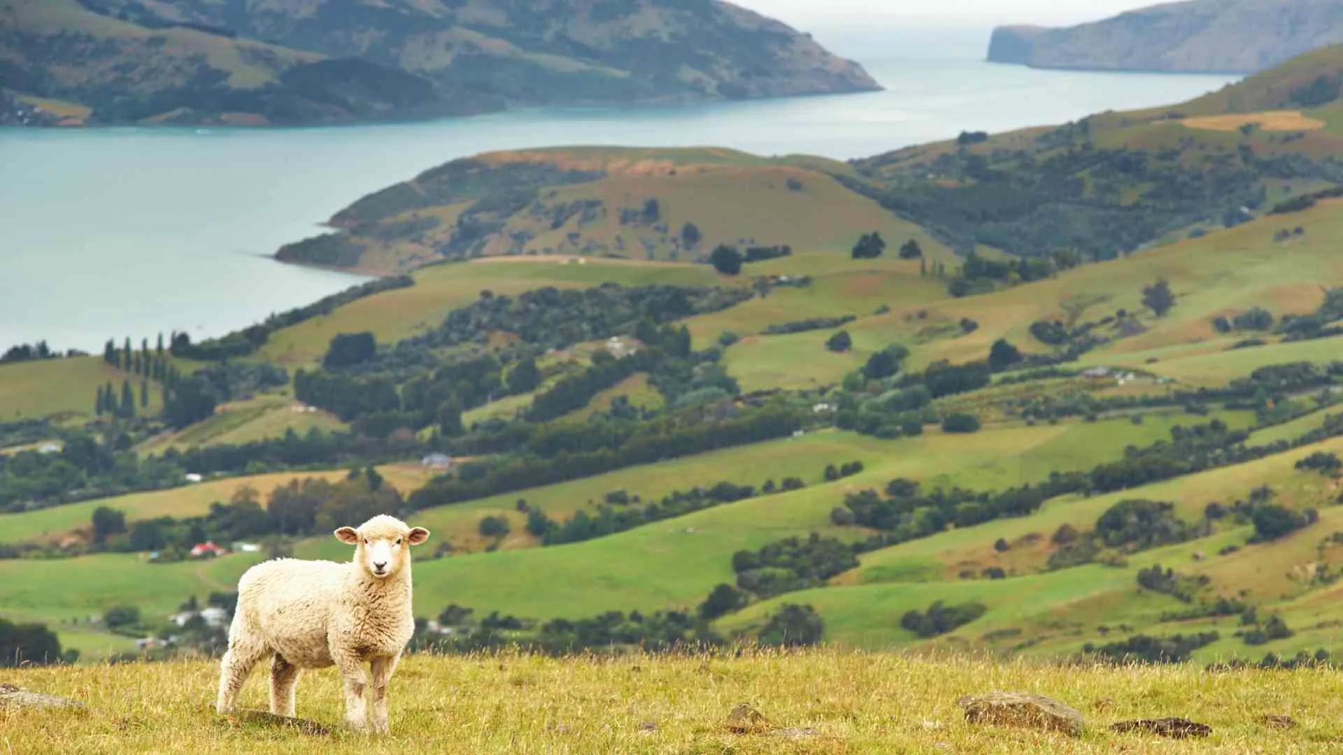 what new zealand is famous for what new zealand is famous for