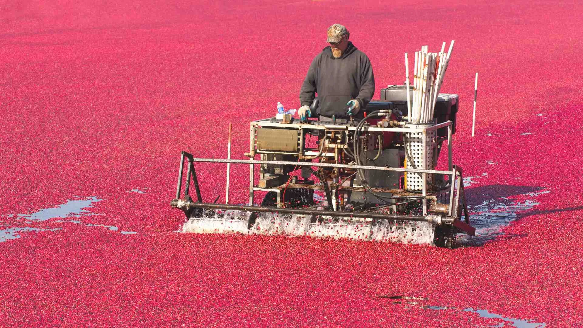 wisconsin cranberry bogs (1) man working in a wisconsin cranberry bog