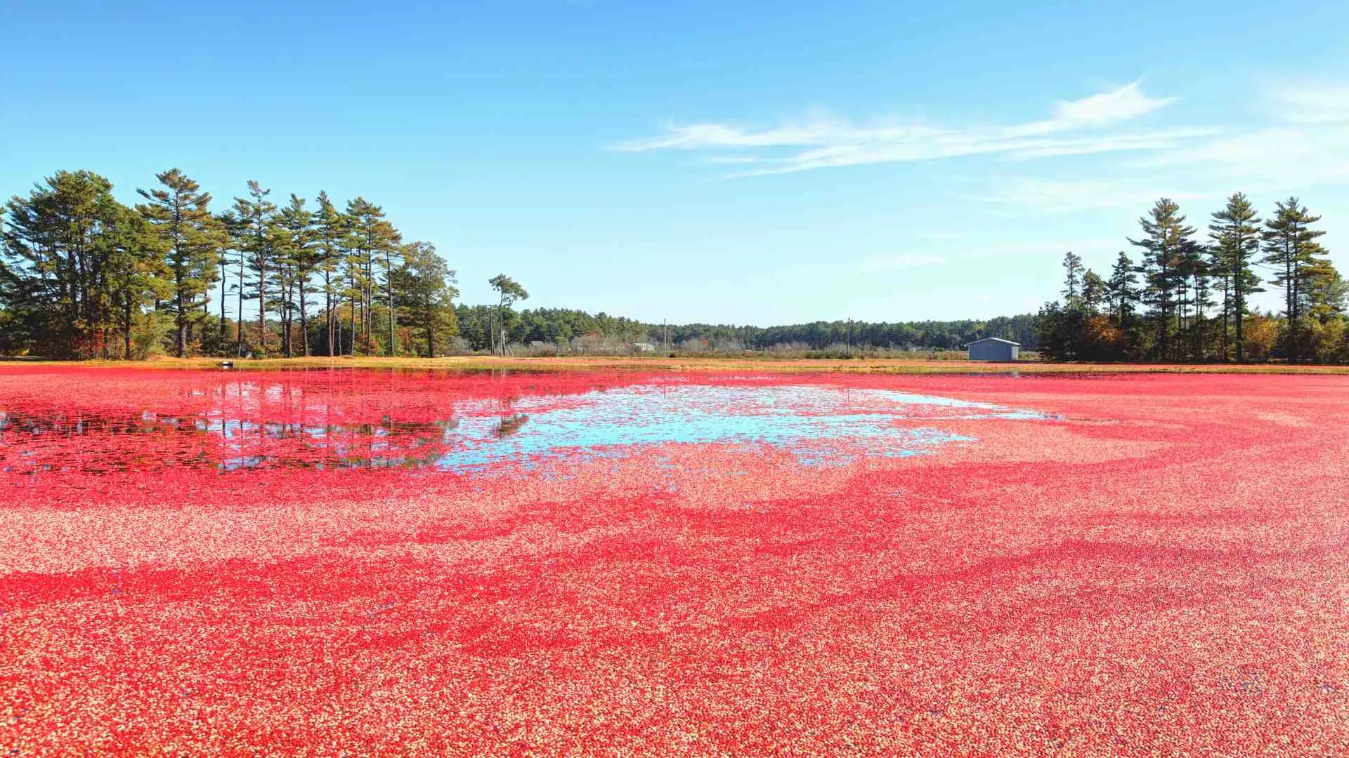 wisconsin cranberry bogs (5) wisconsin cranberry bogs
