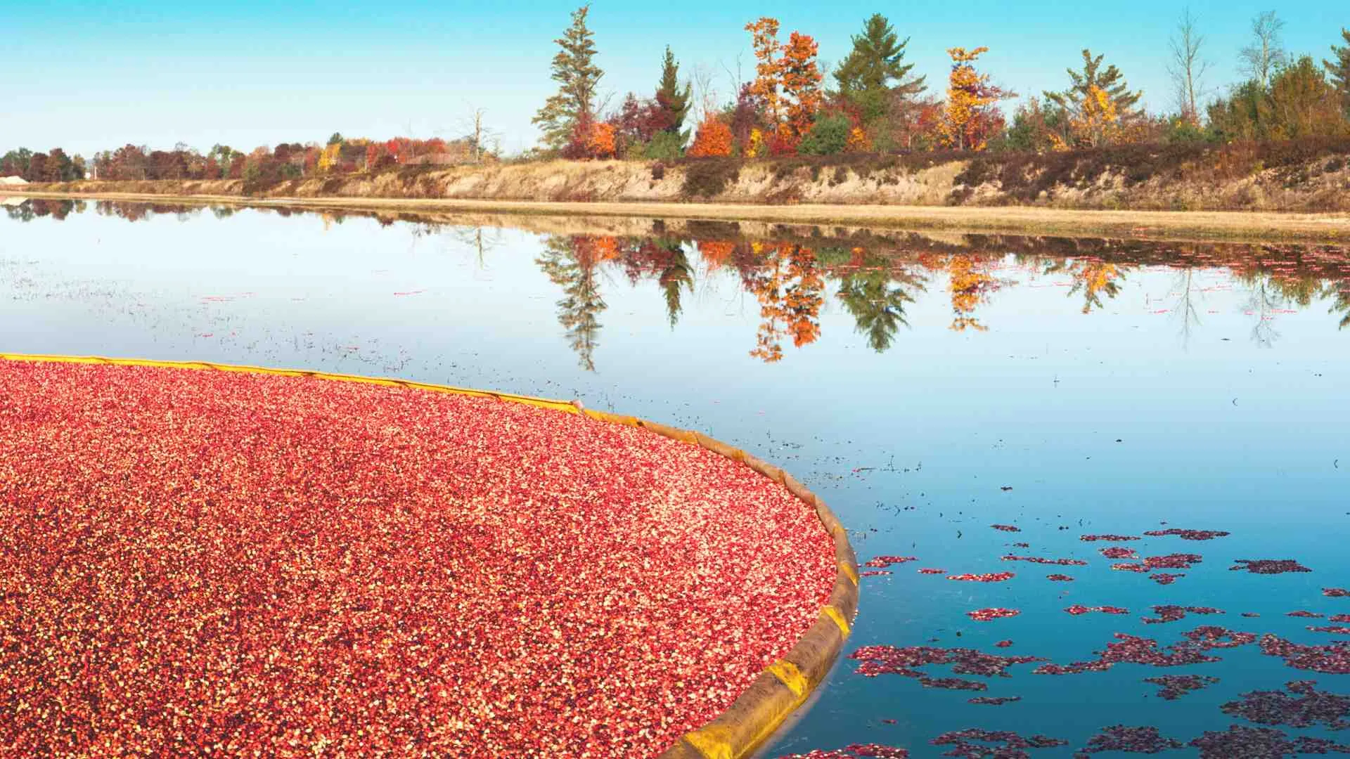 wisconsin cranberry bogs (6) wisconsin cranberry bogs
