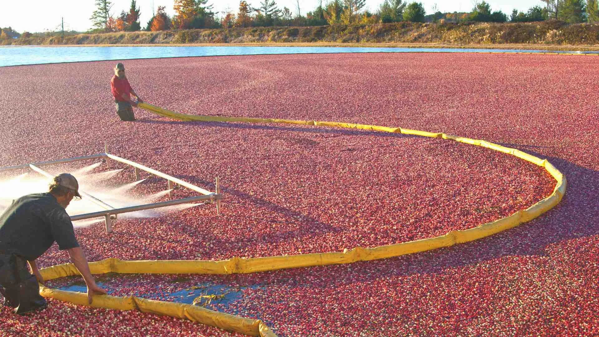 wisconsin cranberry bogs (8) cranberry harvesting wisconsin